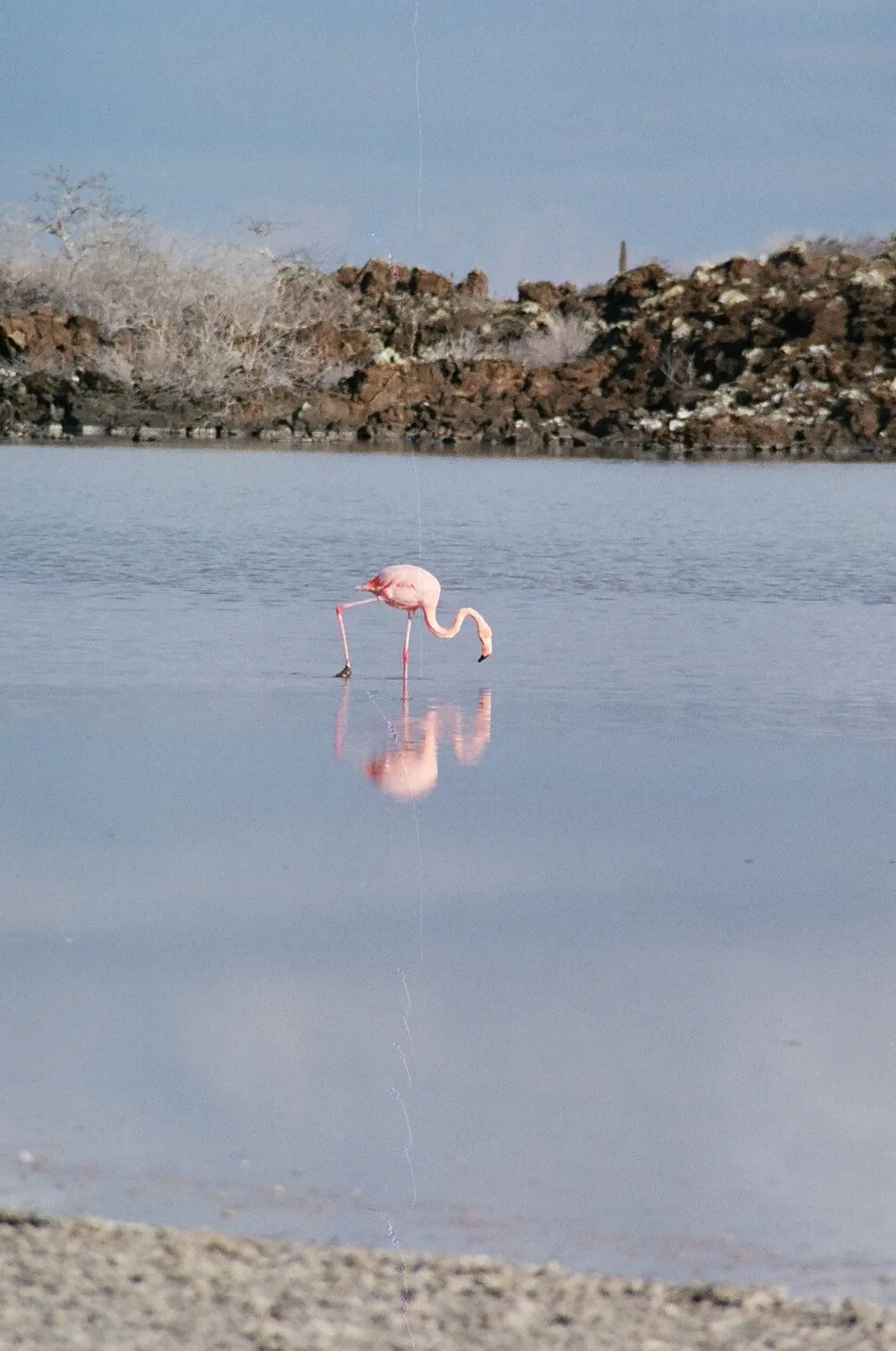 American flamingo photo 1