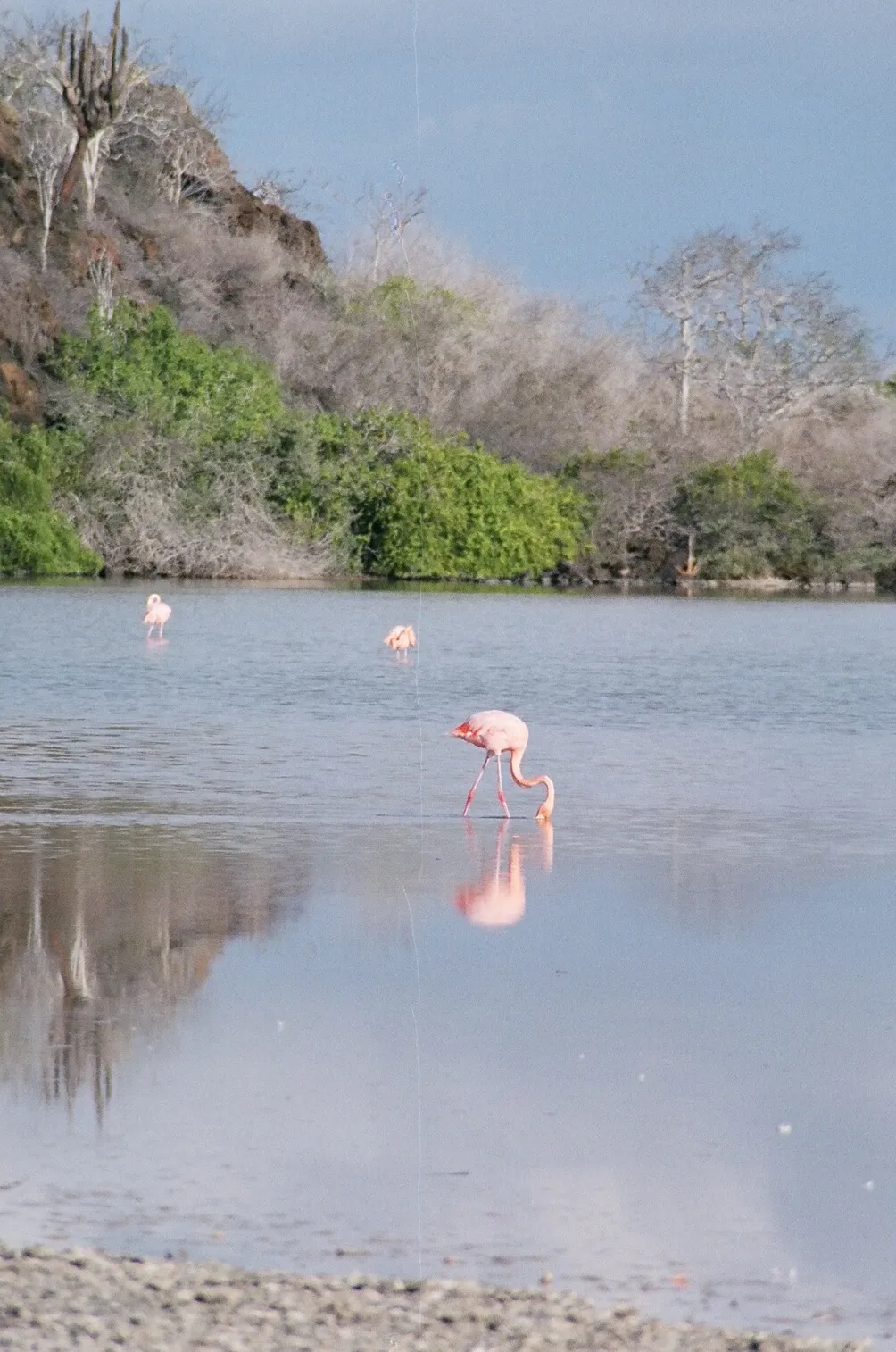 American flamingo photo 2