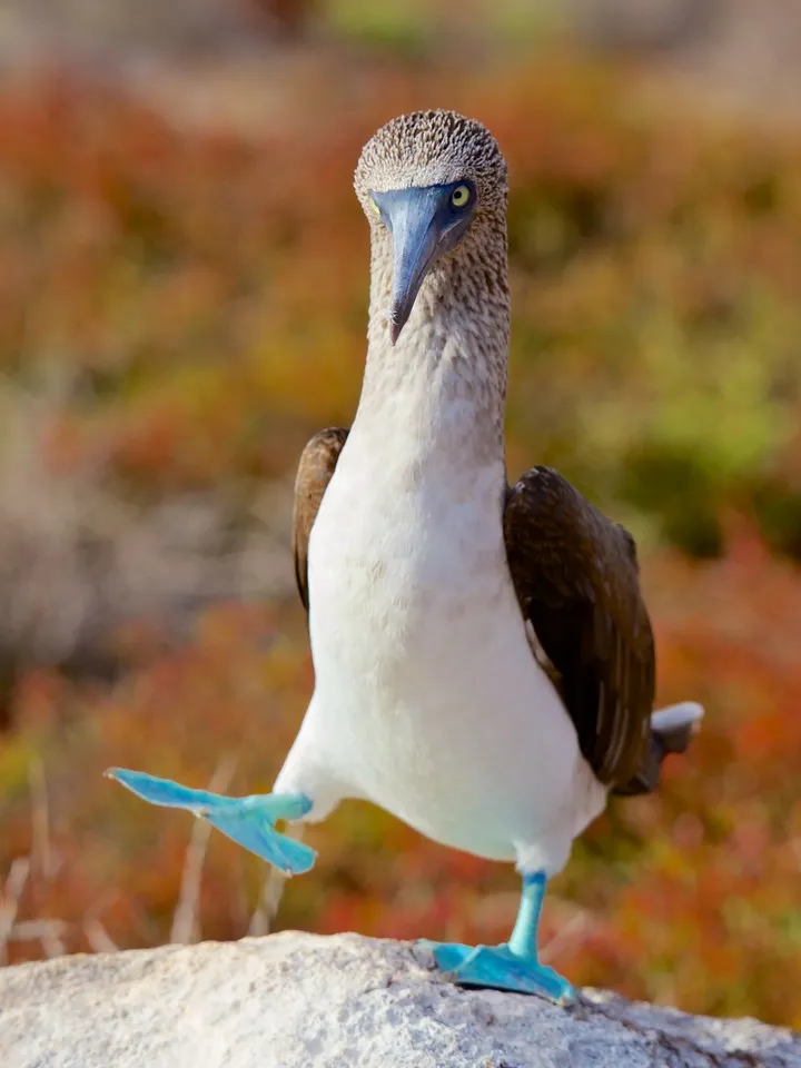 Blue-footed booby photo 1