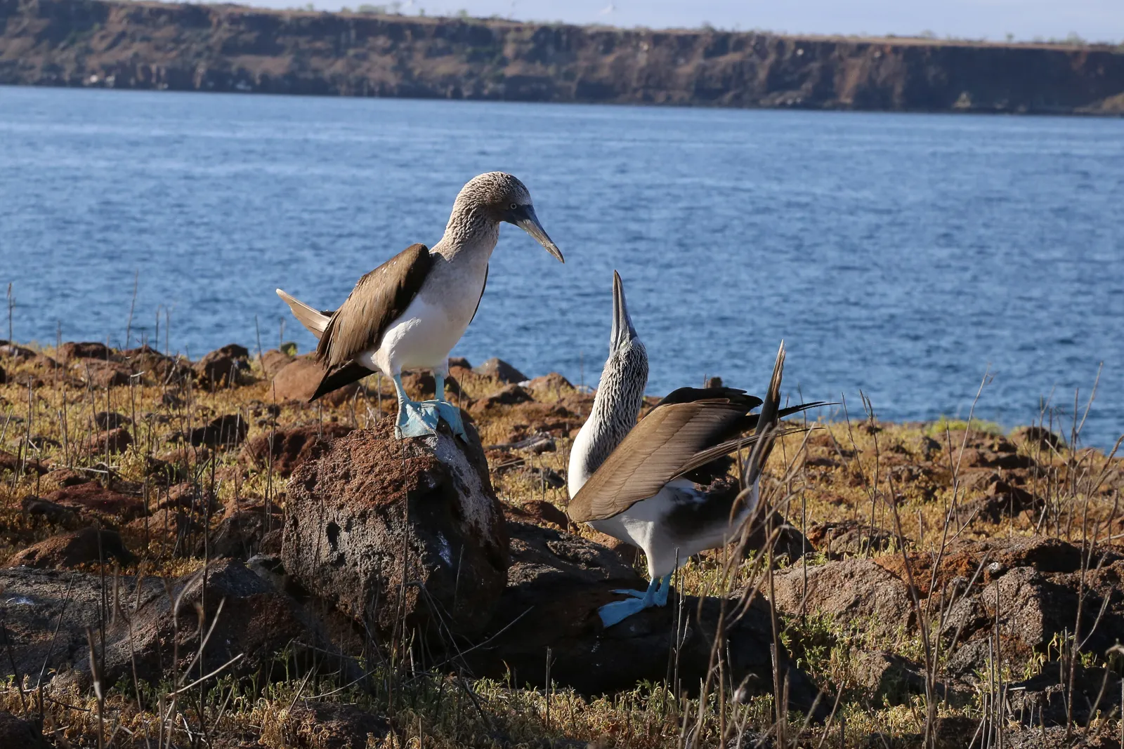 Blue-footed booby photo 2