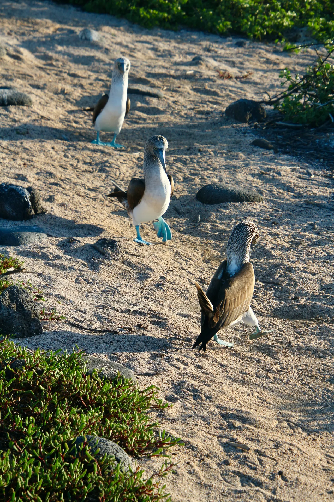 Blue-footed booby photo 3