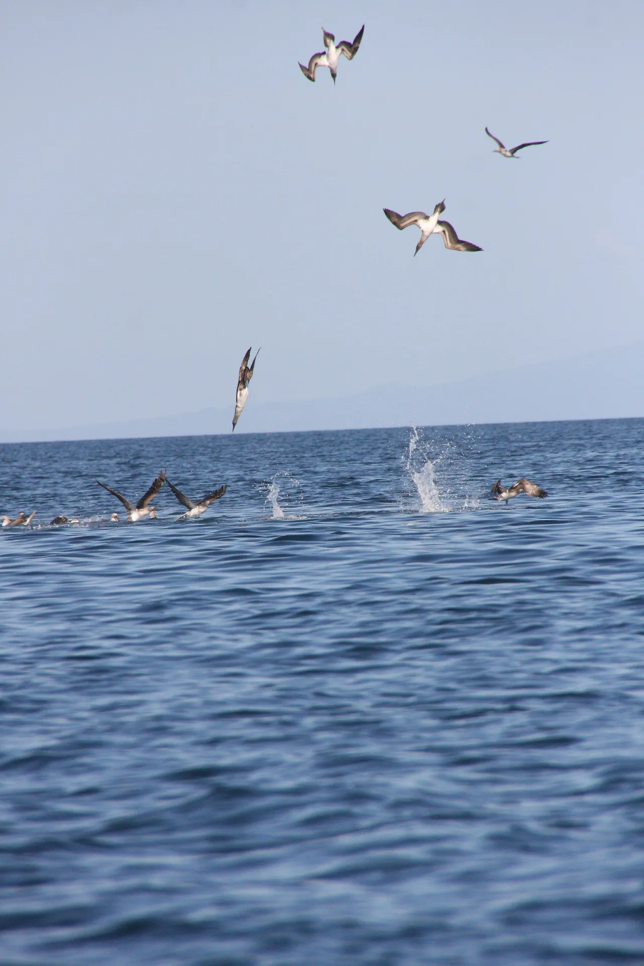 Blue-footed booby photo 4