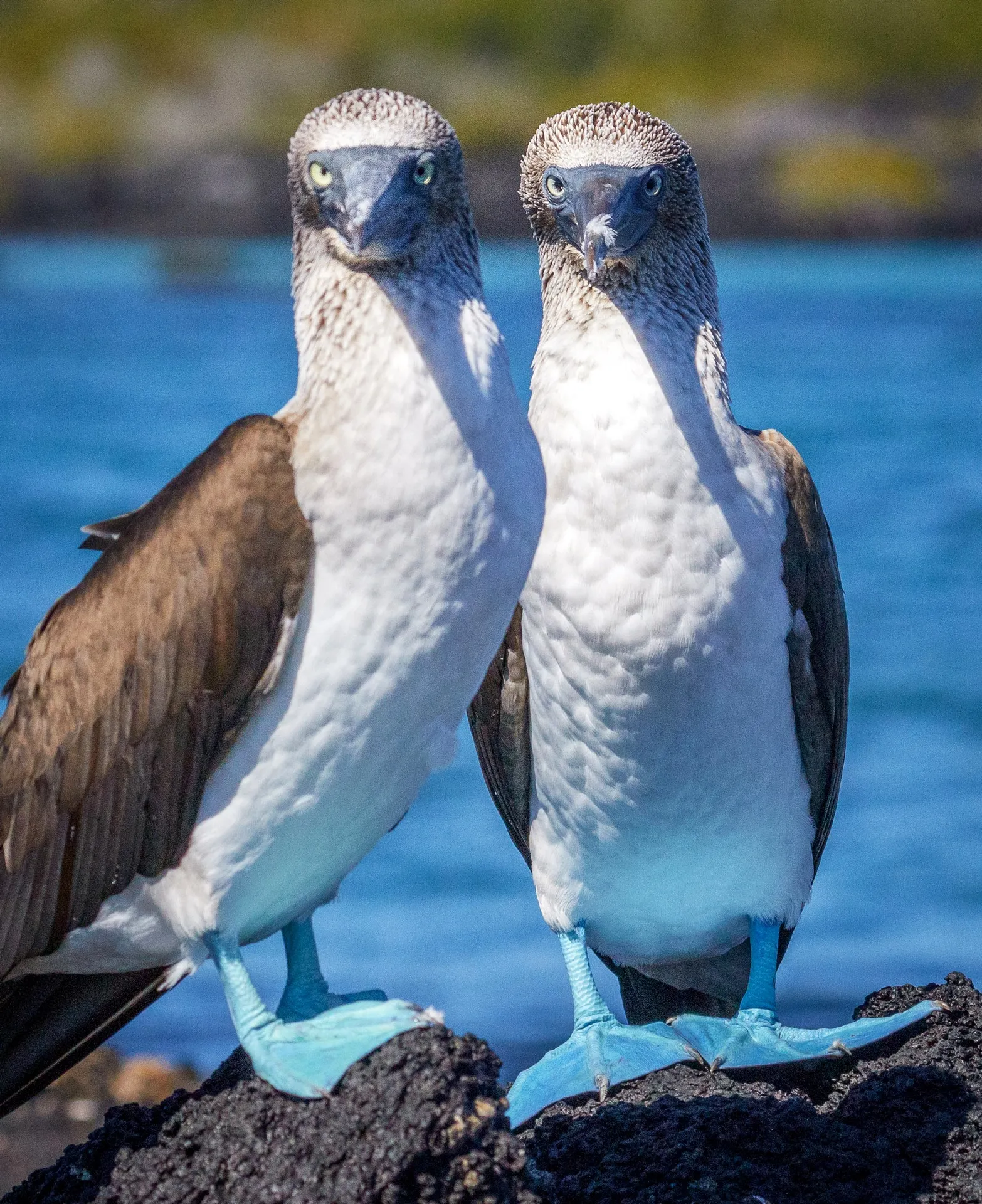 Blue-footed booby photo 5