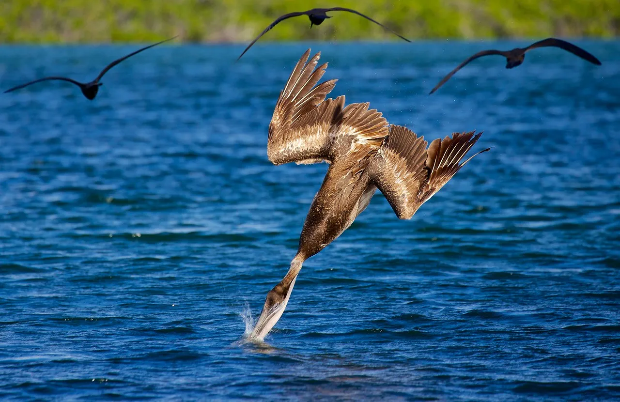 Brown pelican photo 1