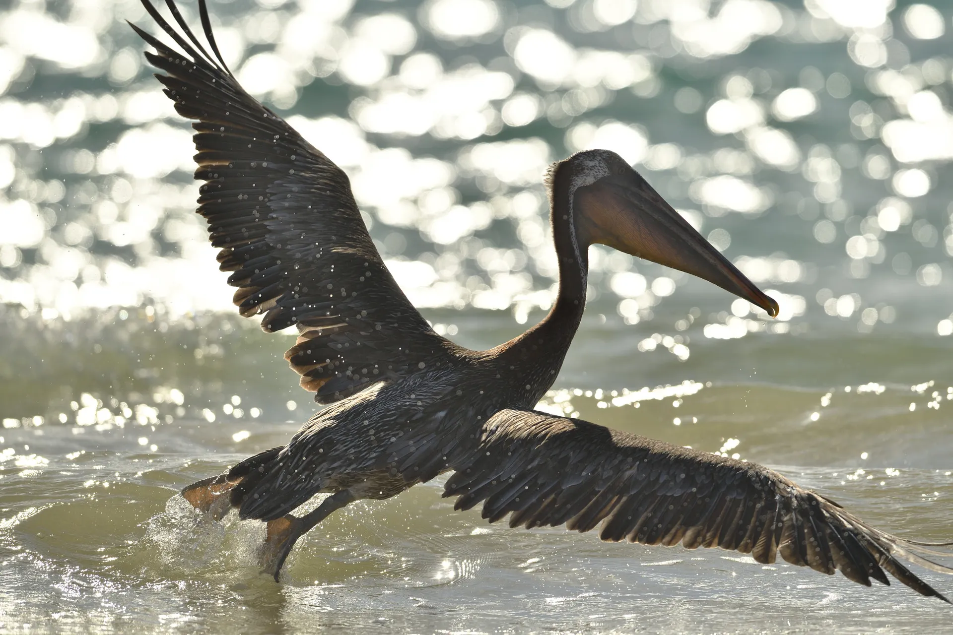 Brown pelican photo 3