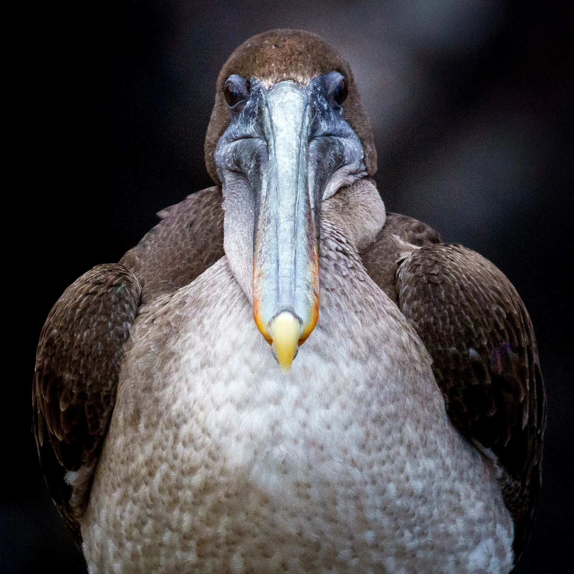 Brown pelican photo 4