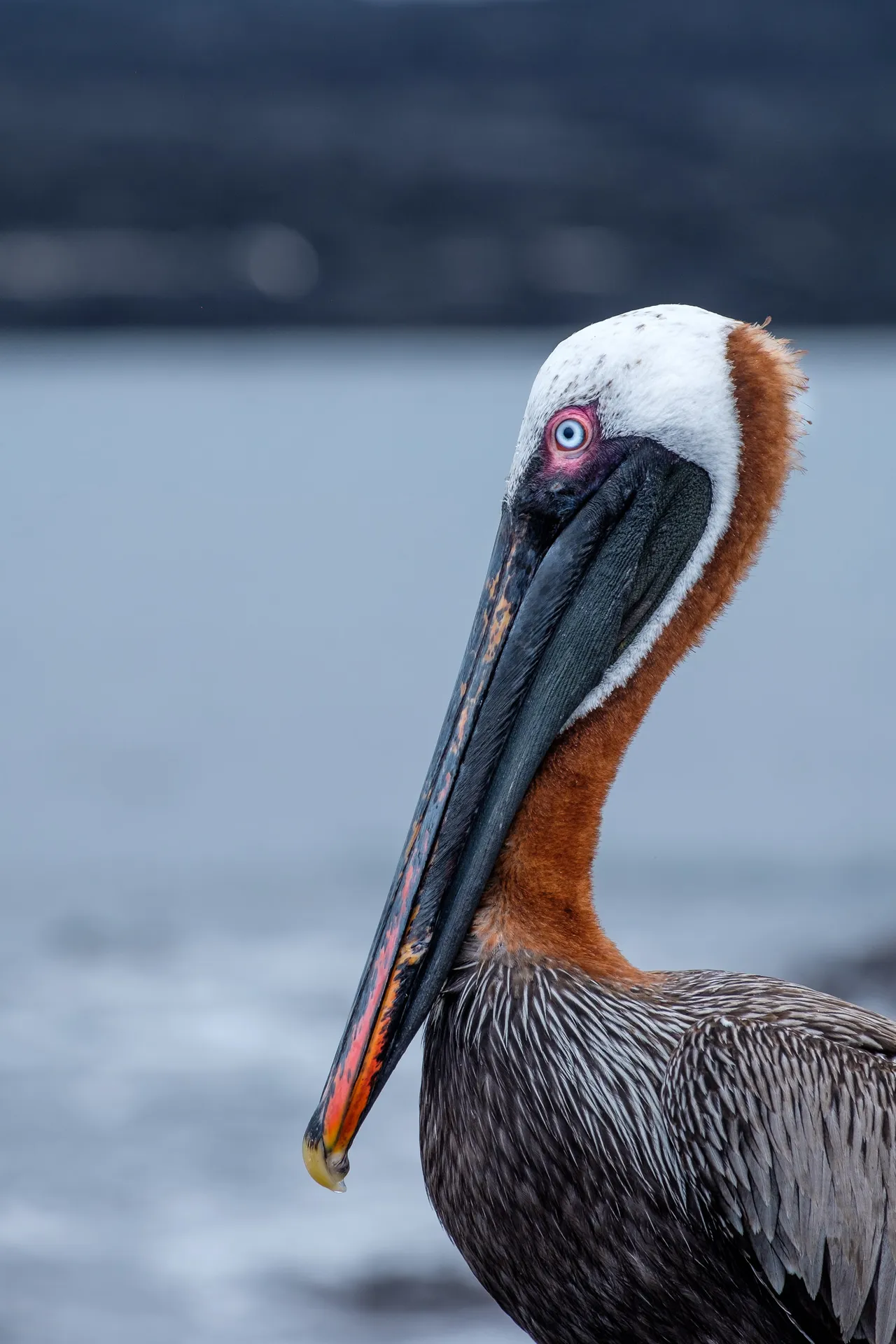 Brown pelican photo 5
