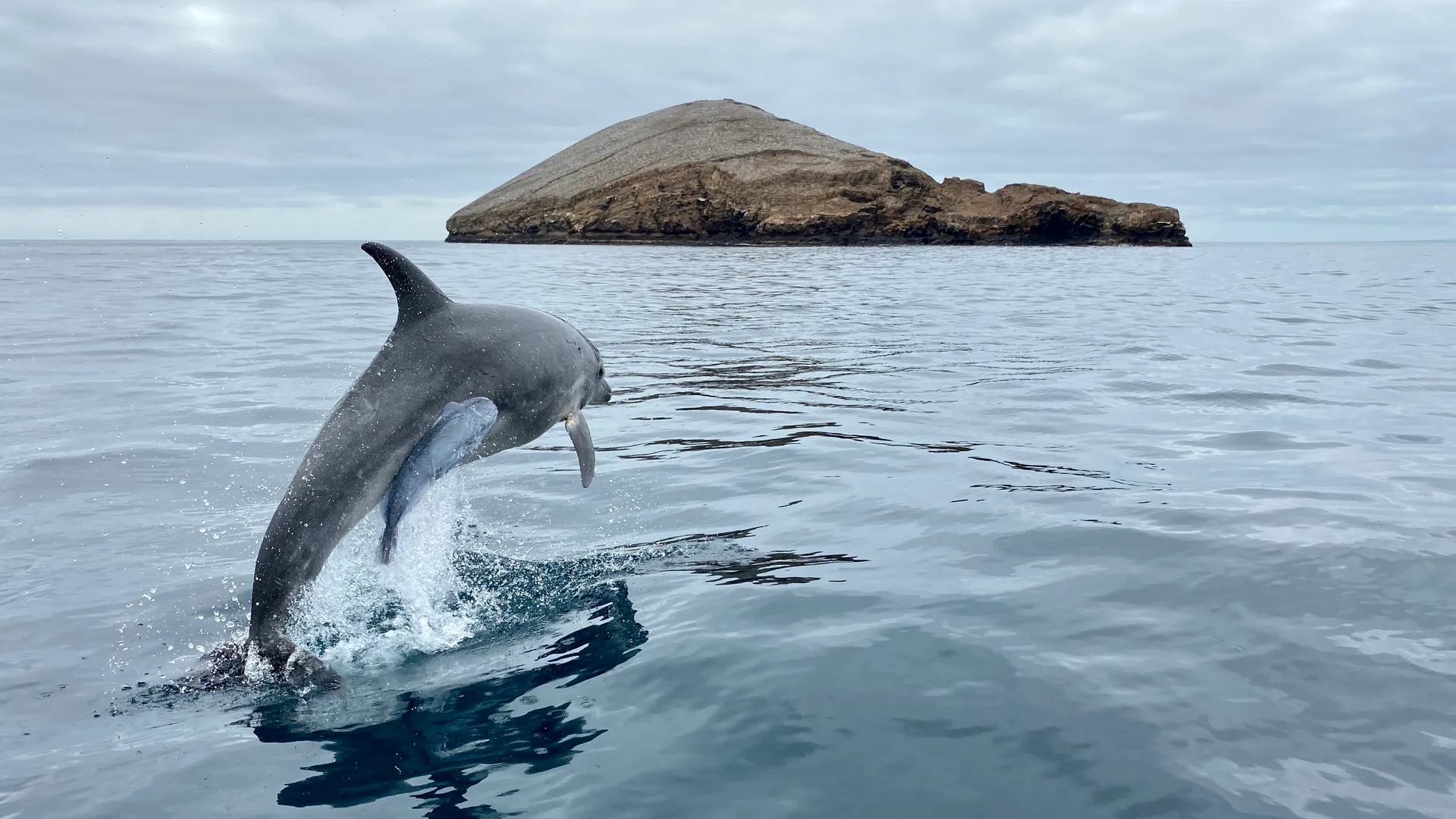 Common bottlenose dolphin photo 1