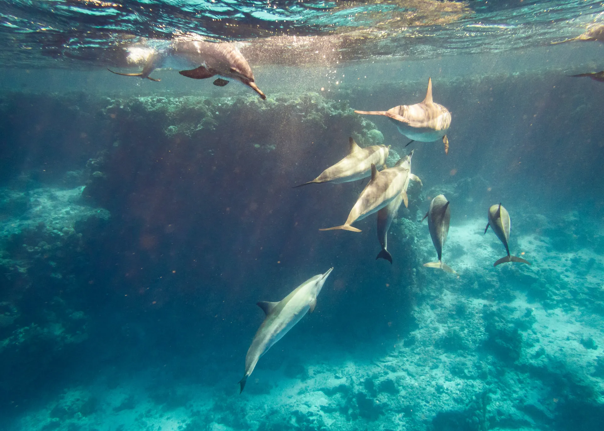 Common bottlenose dolphin photo 3