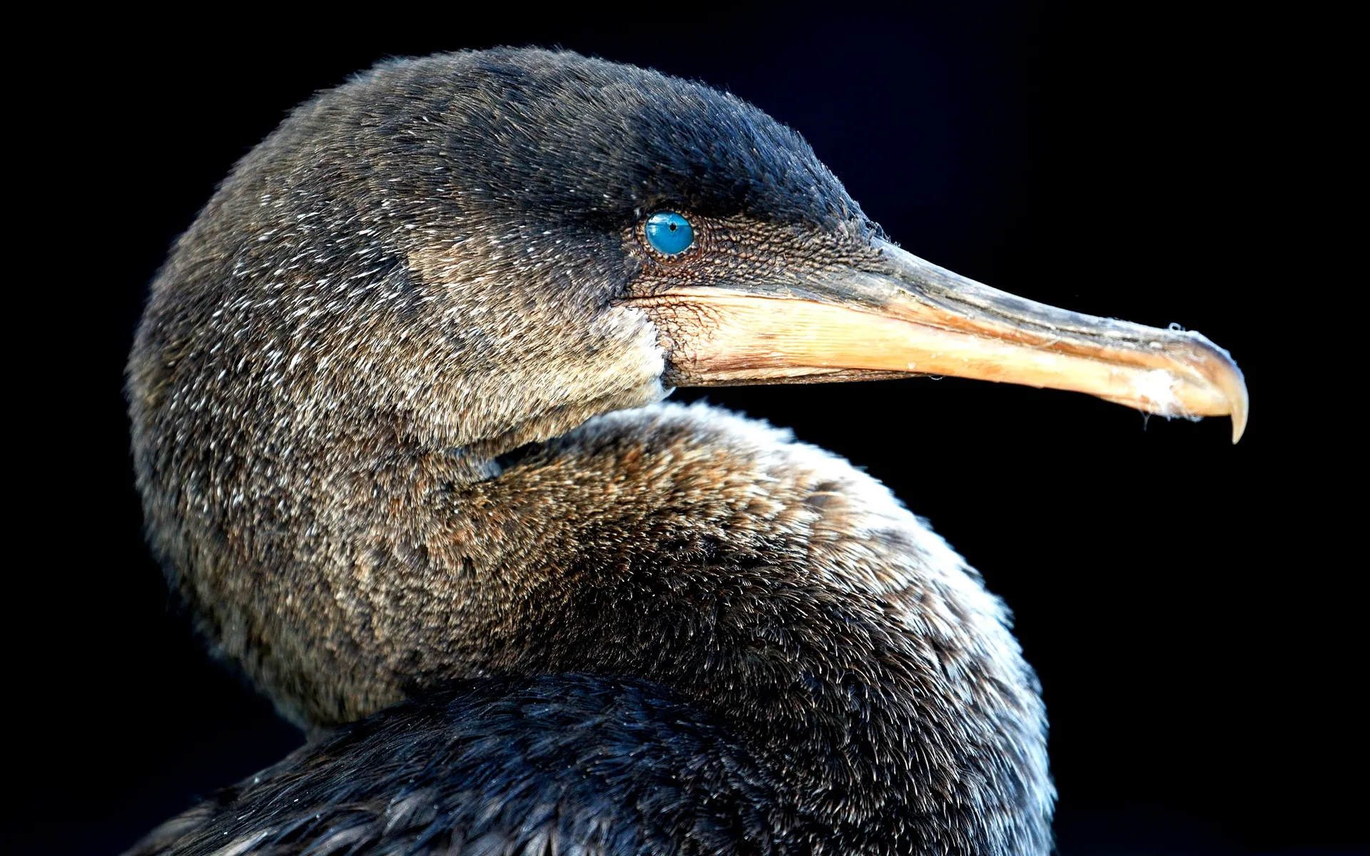 Flightless cormorant photo 2