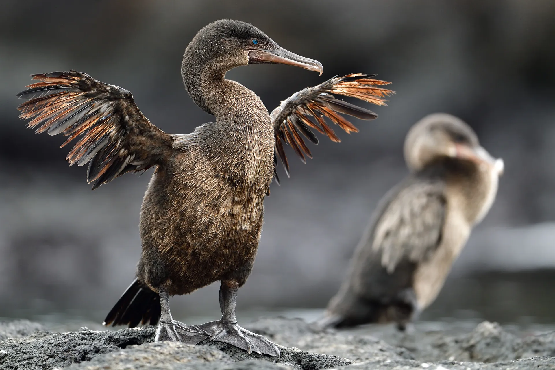 Flightless cormorant photo 3