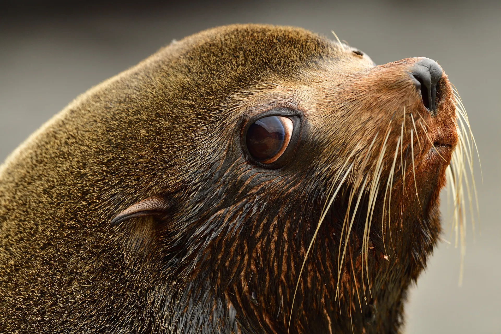 Galápagos fur seal photo 1