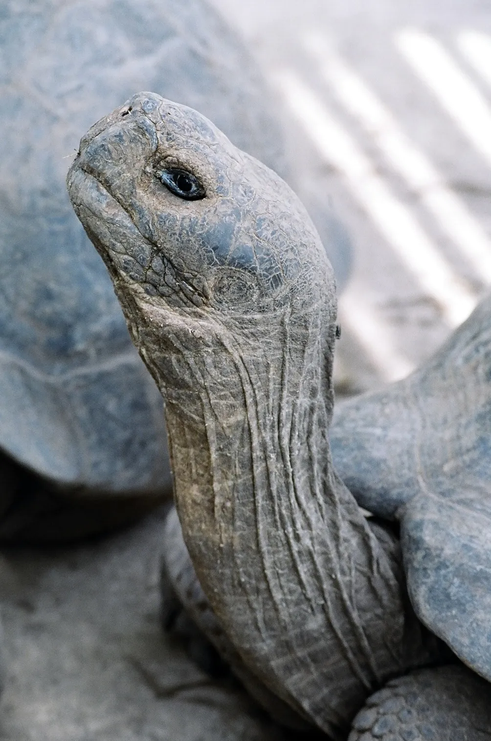 Galápagos giant tortoise photo 1