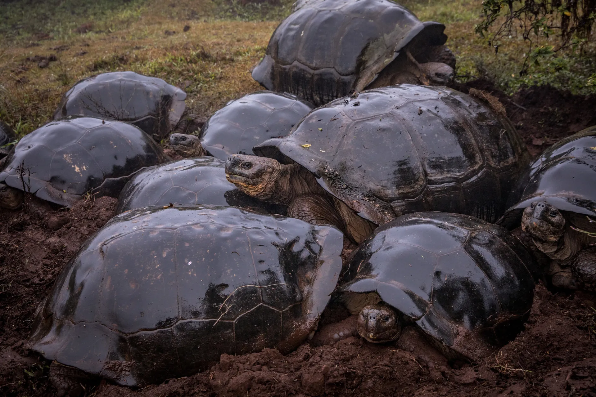 Galápagos giant tortoise photo 9