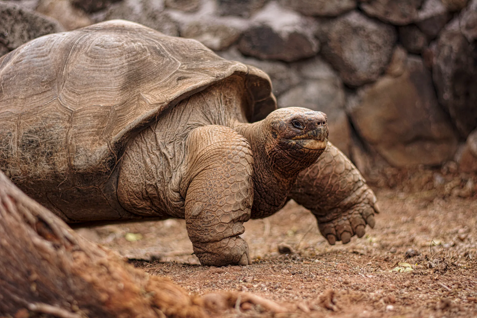 Galápagos giant tortoise photo 10