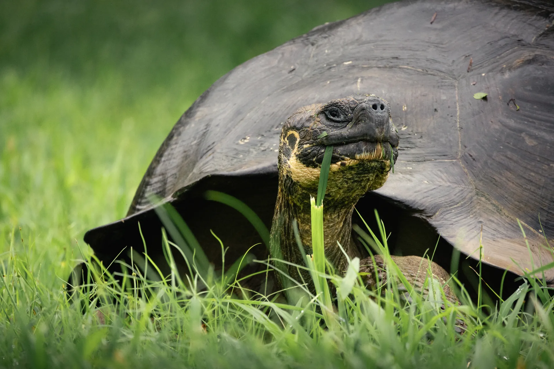Galápagos giant tortoise photo 11