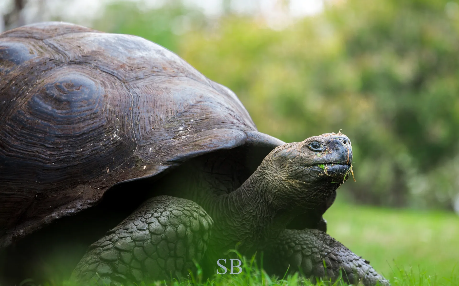 Galápagos giant tortoise photo 12
