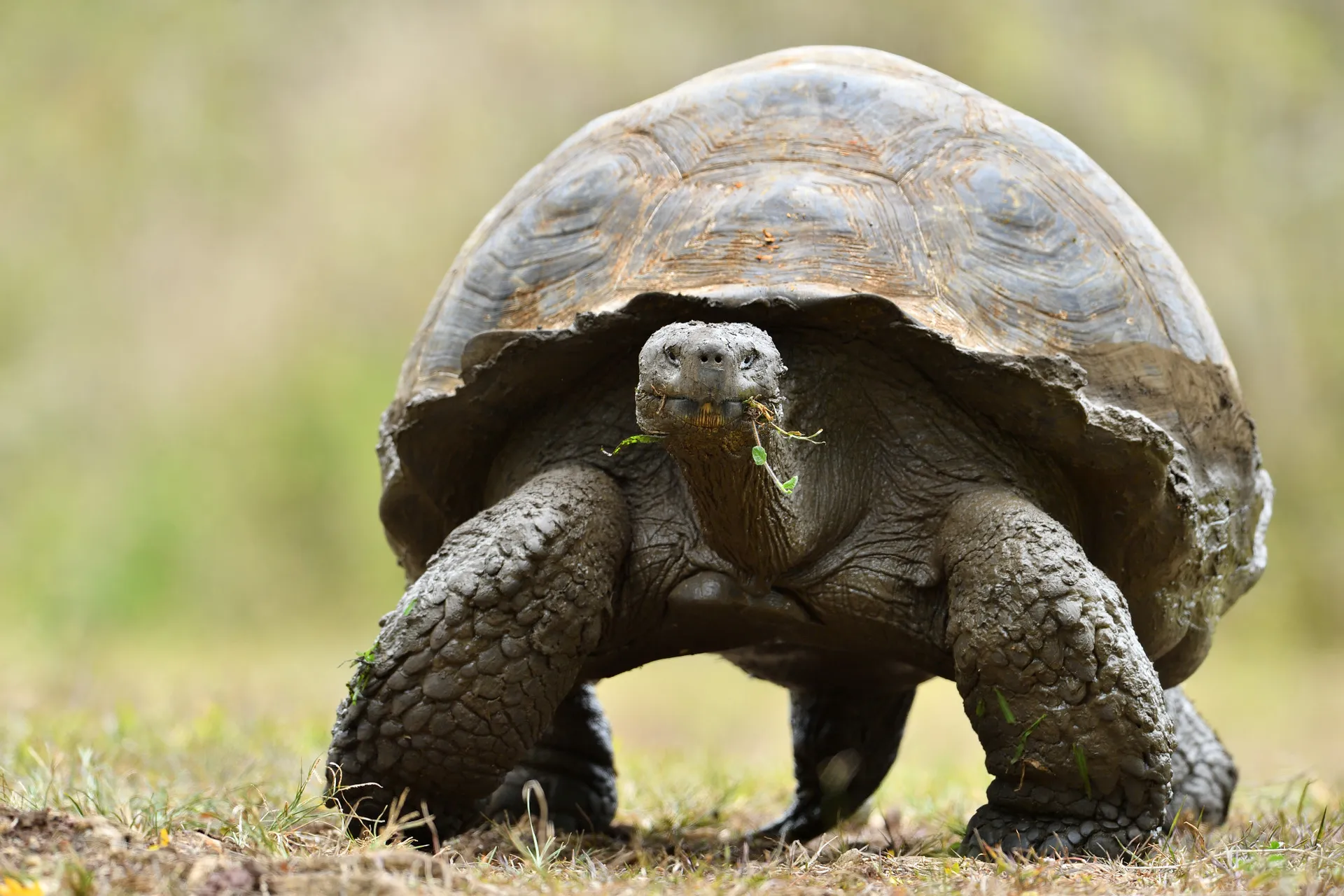 Galápagos giant tortoise photo 2