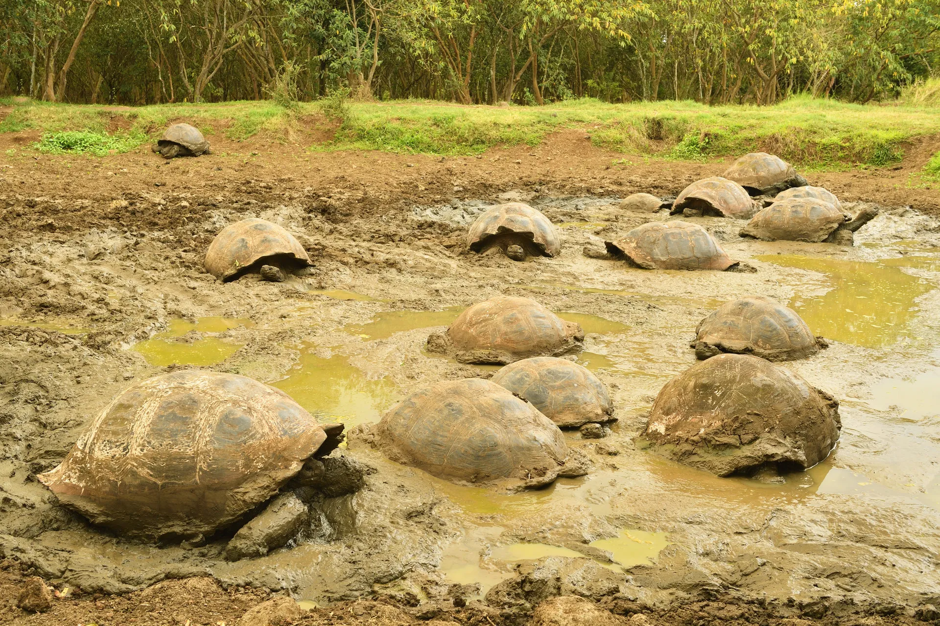 Galápagos giant tortoise photo 3