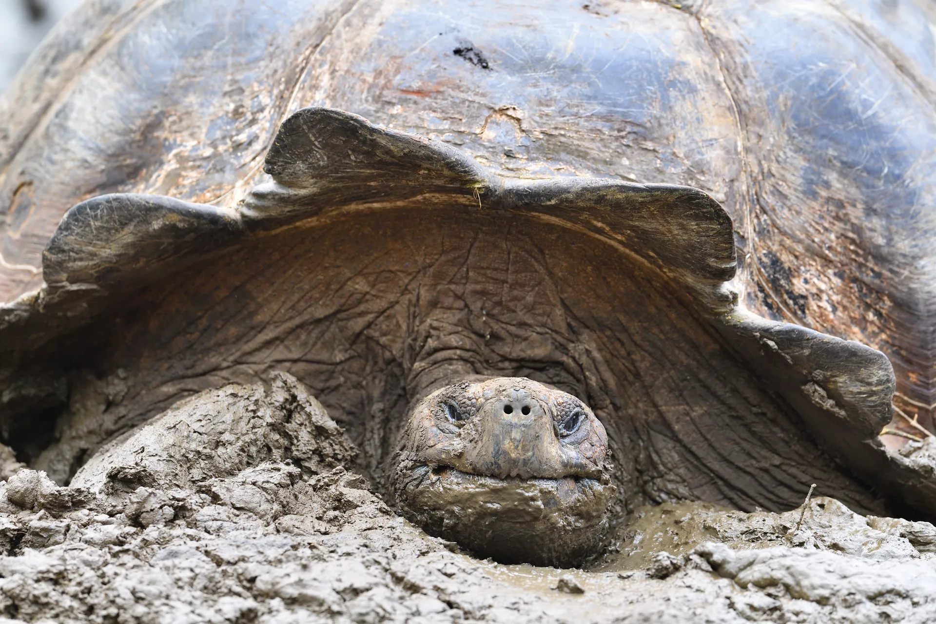 Galápagos giant tortoise photo 4