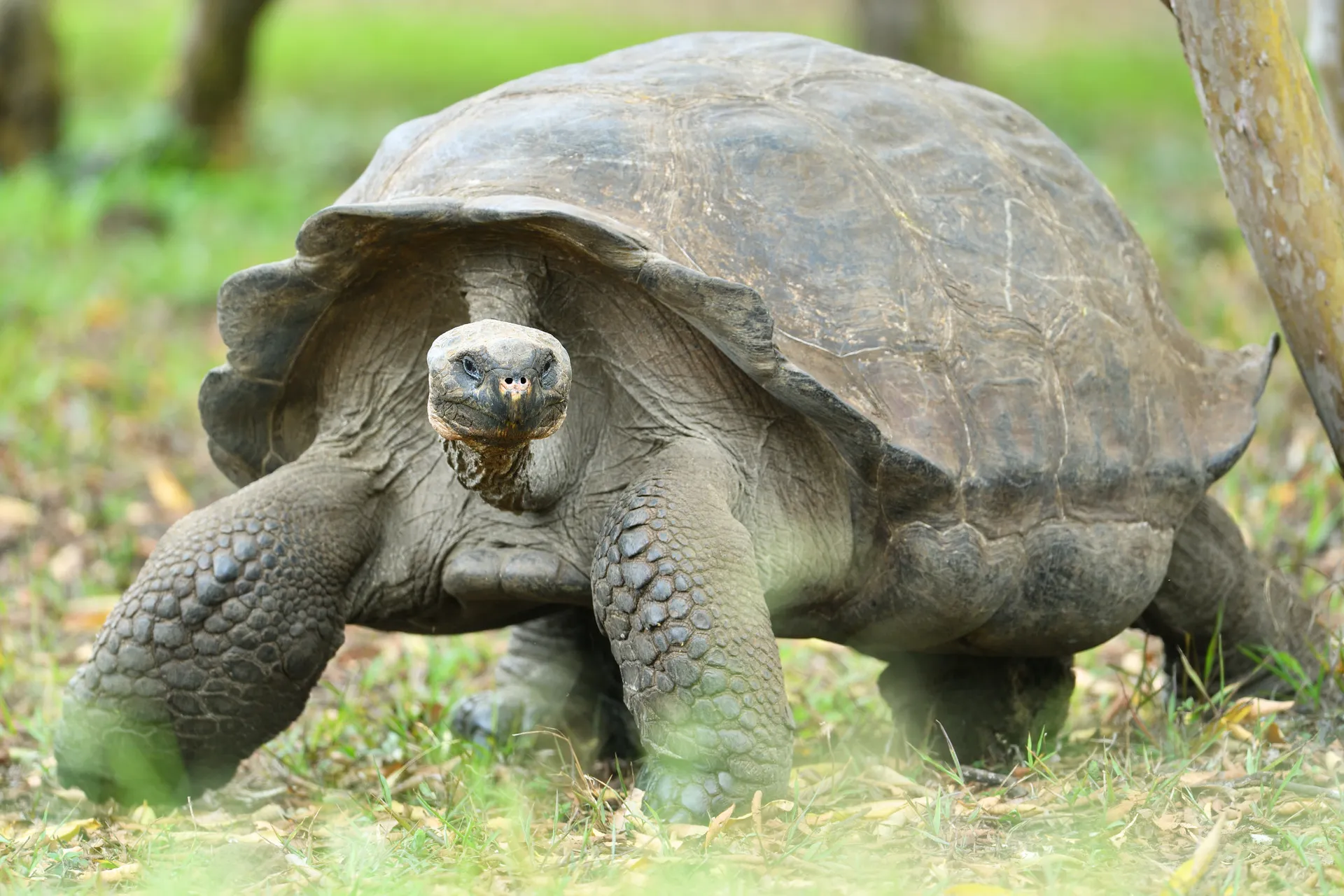 Galápagos giant tortoise photo 5