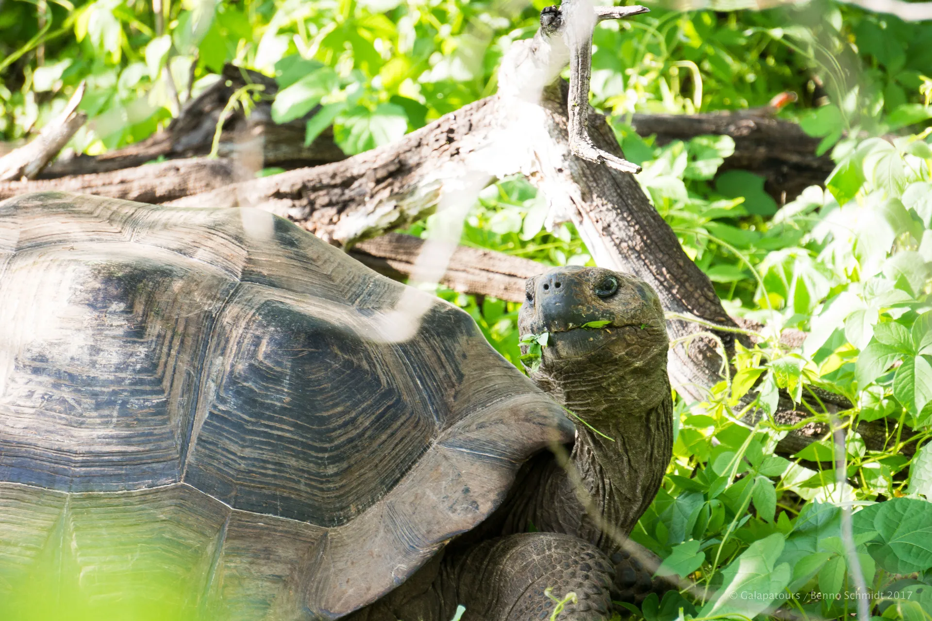 Galápagos giant tortoise photo 6