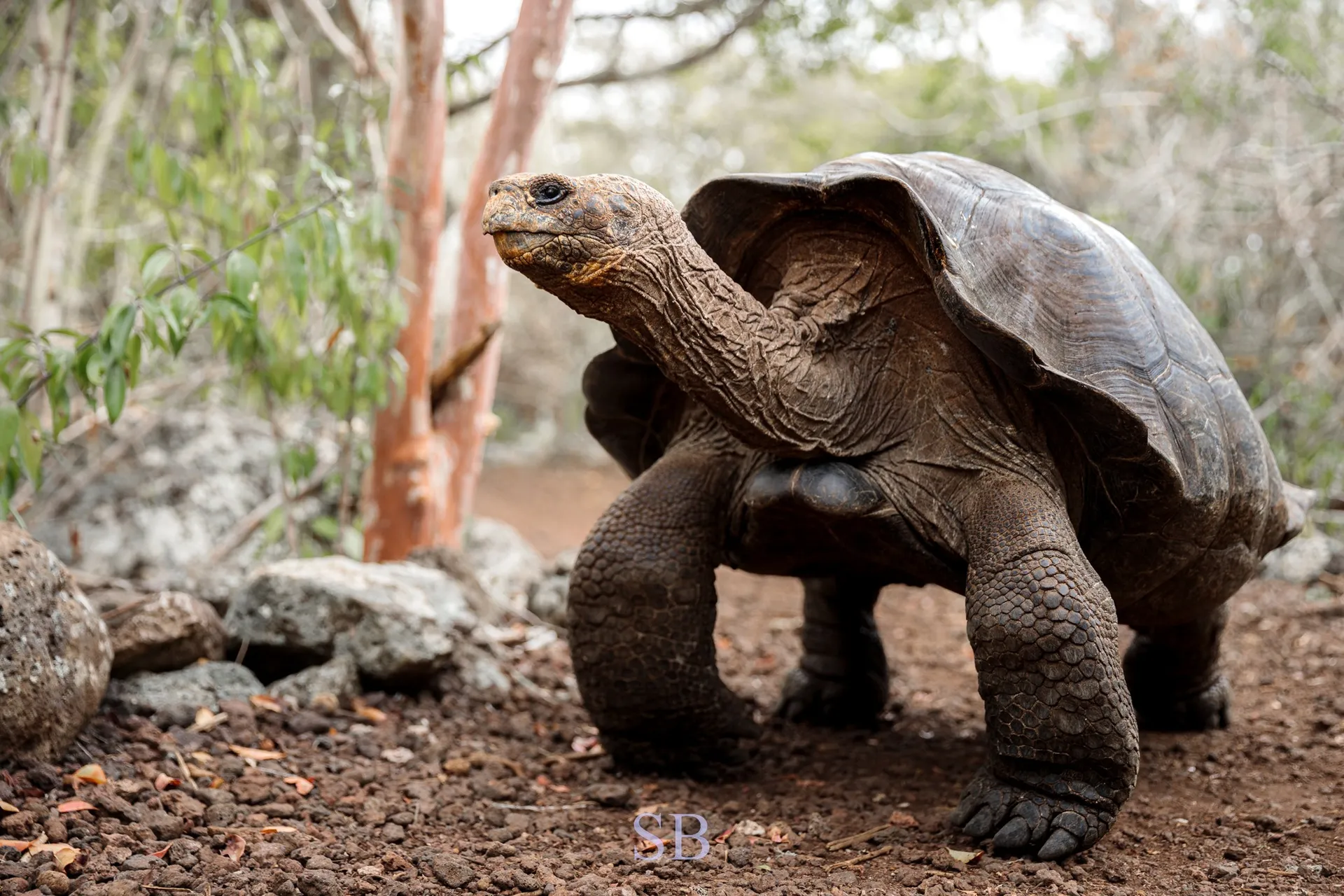 Galápagos giant tortoise photo 8