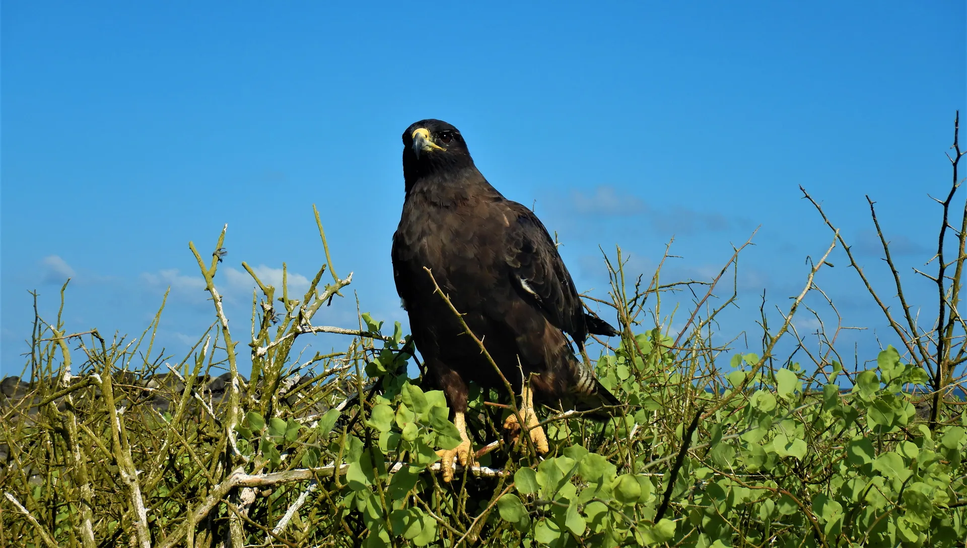 Galápagos hawk photo 1
