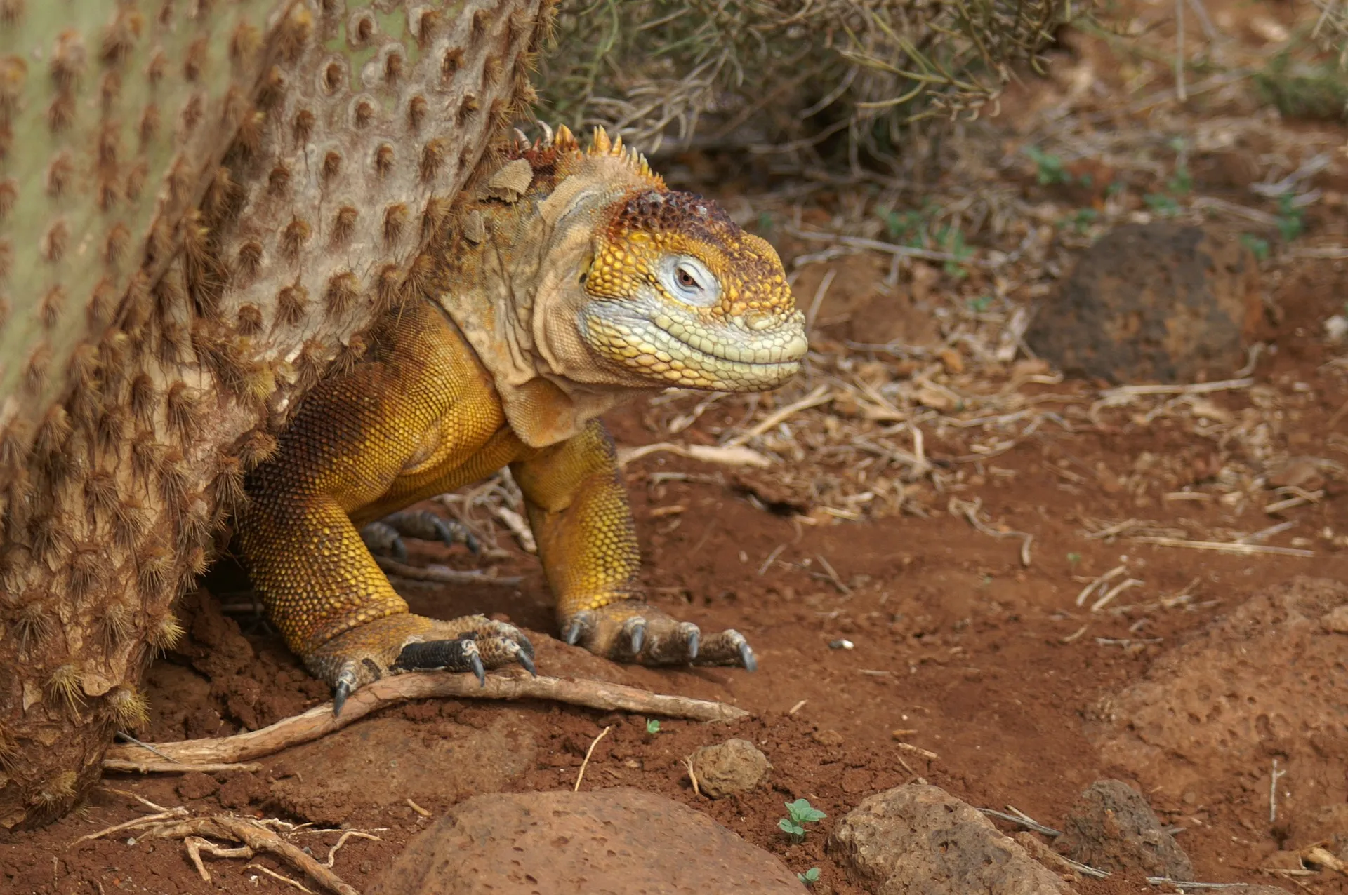 Galápagos land iguana photo 1