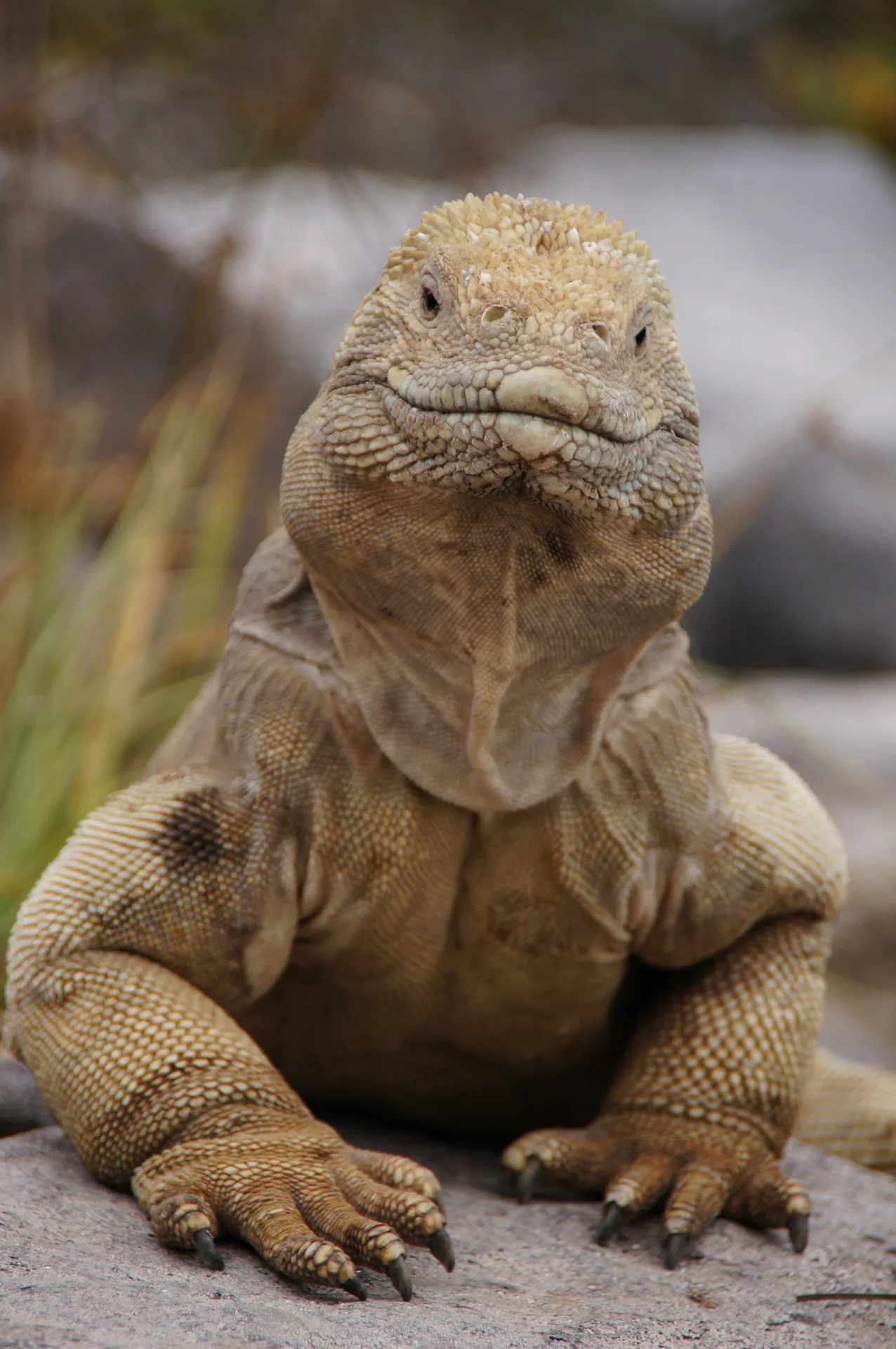 Galápagos land iguana photo 2