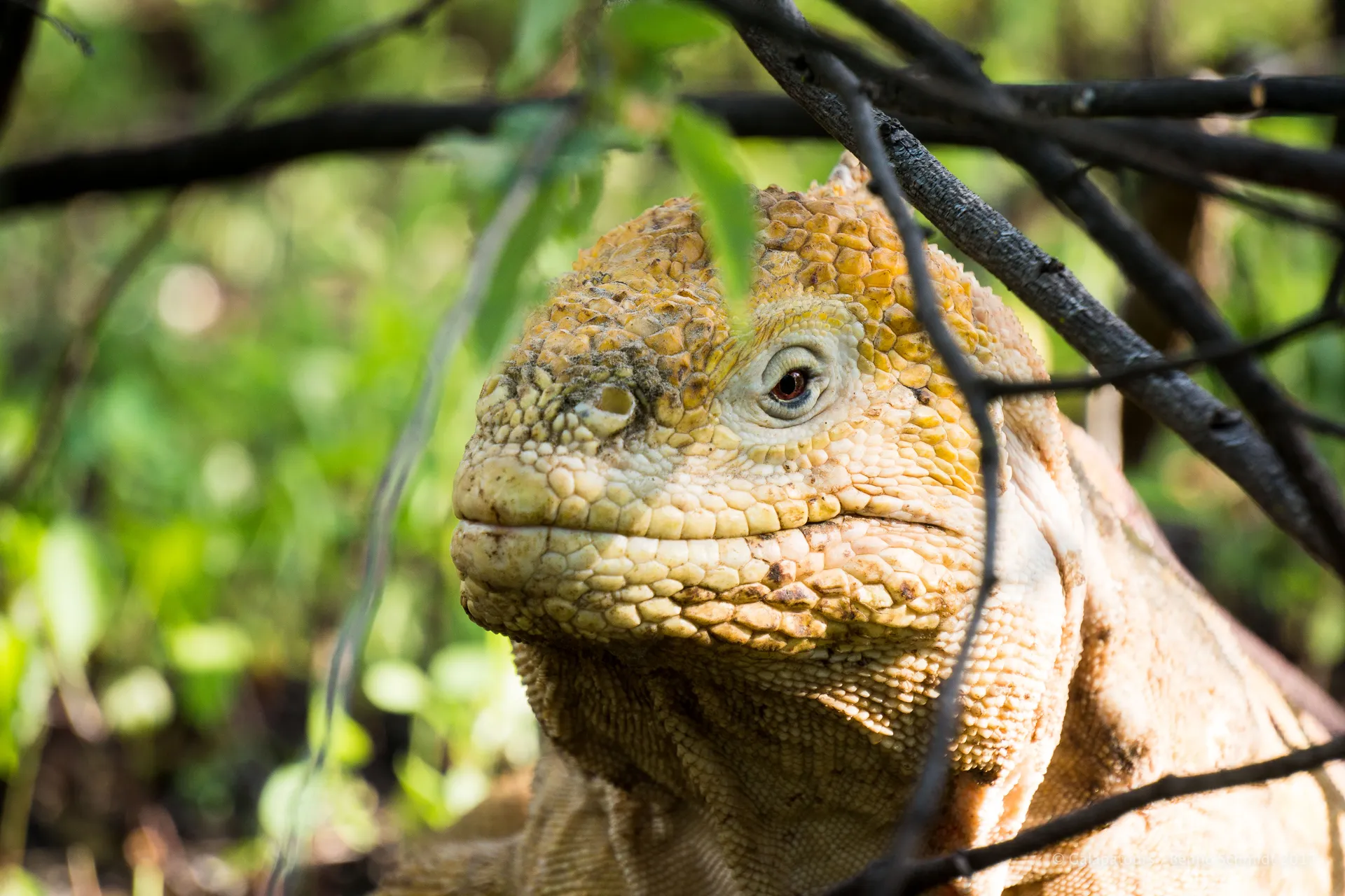 Galápagos land iguana photo 3