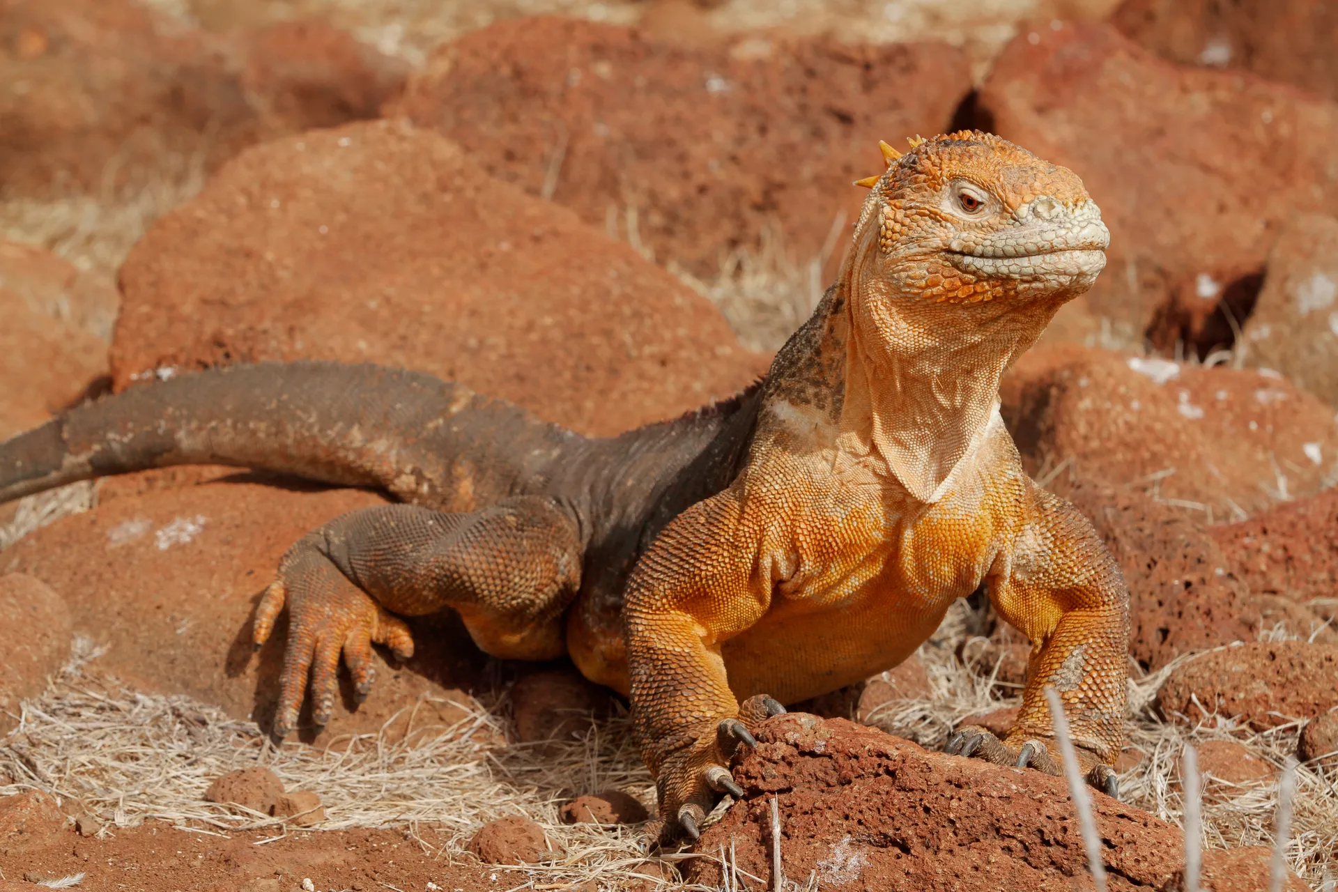 Galápagos land iguana photo 4