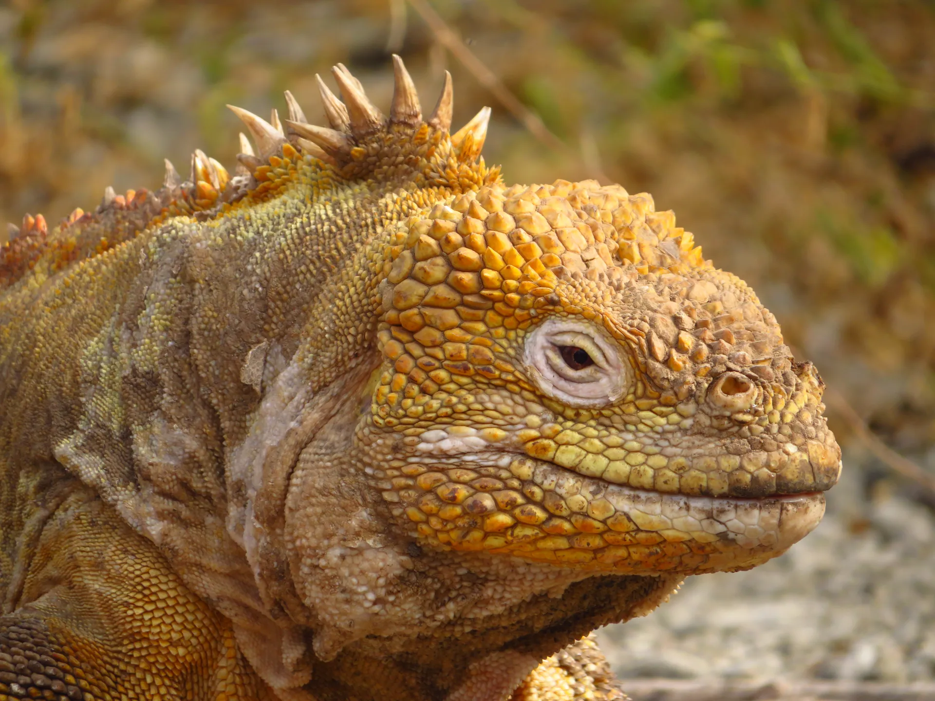 Galápagos land iguana photo 5