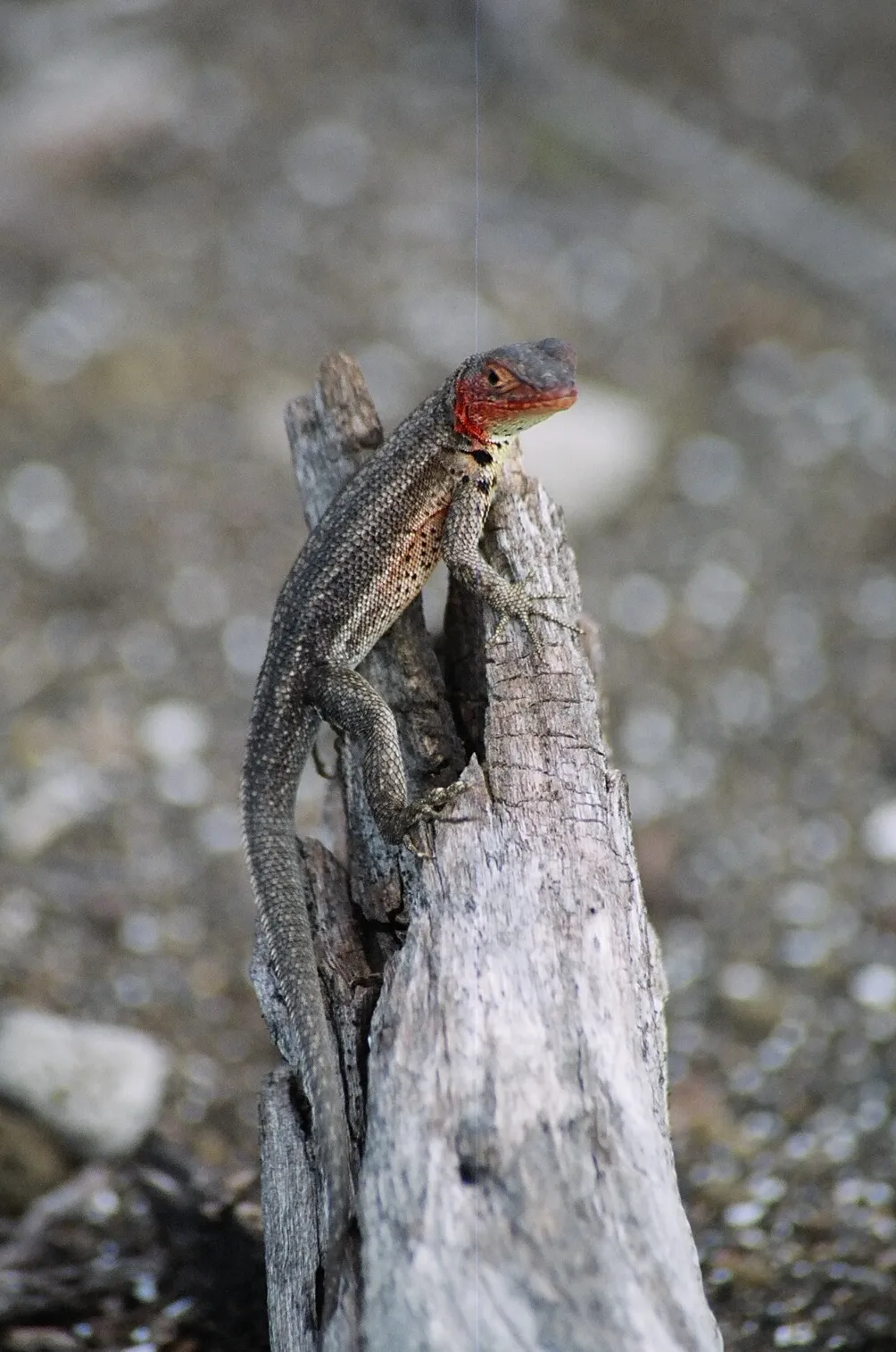 Galápagos lava lizard photo 1
