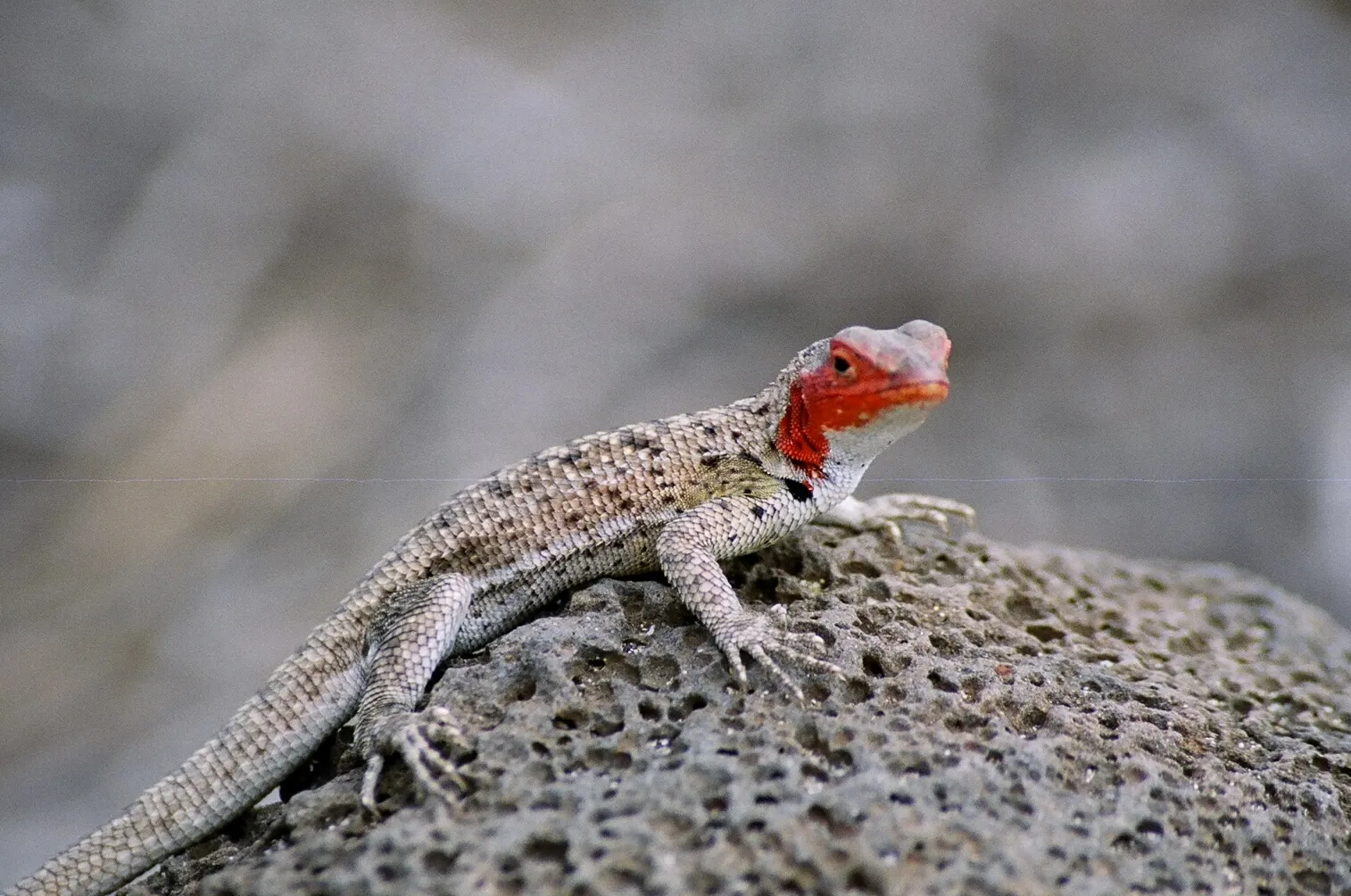 Galápagos lava lizard photo 2