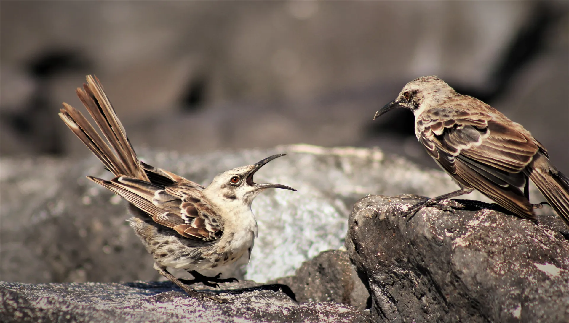 Galápagos mockingbird photo 1