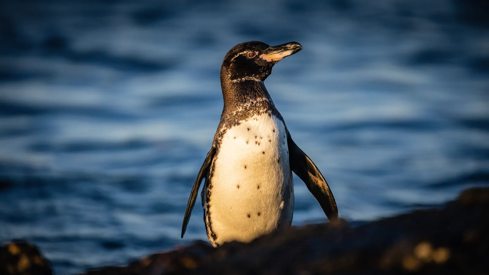 Galápagos penguin photo 1