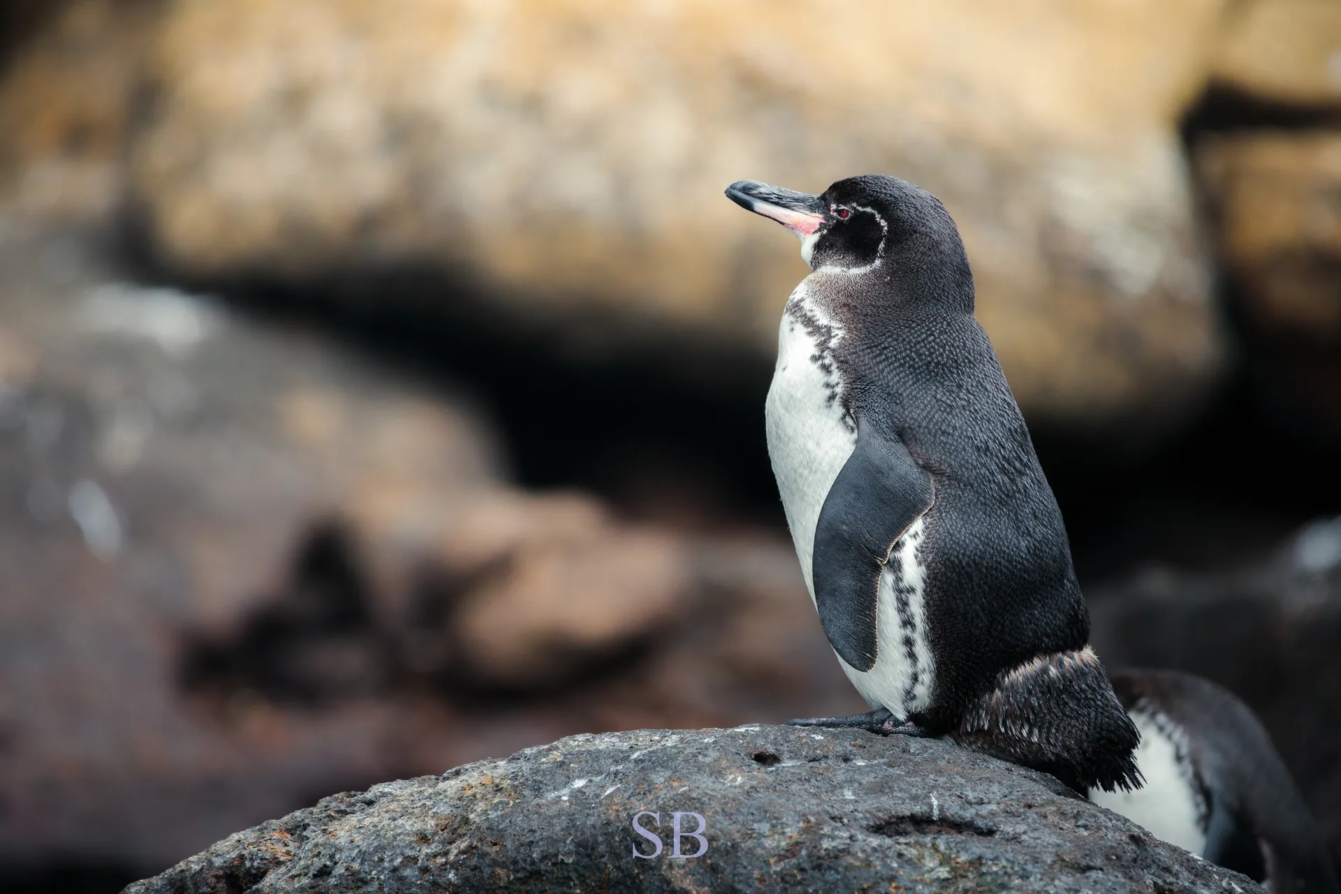 Galápagos penguin photo 2