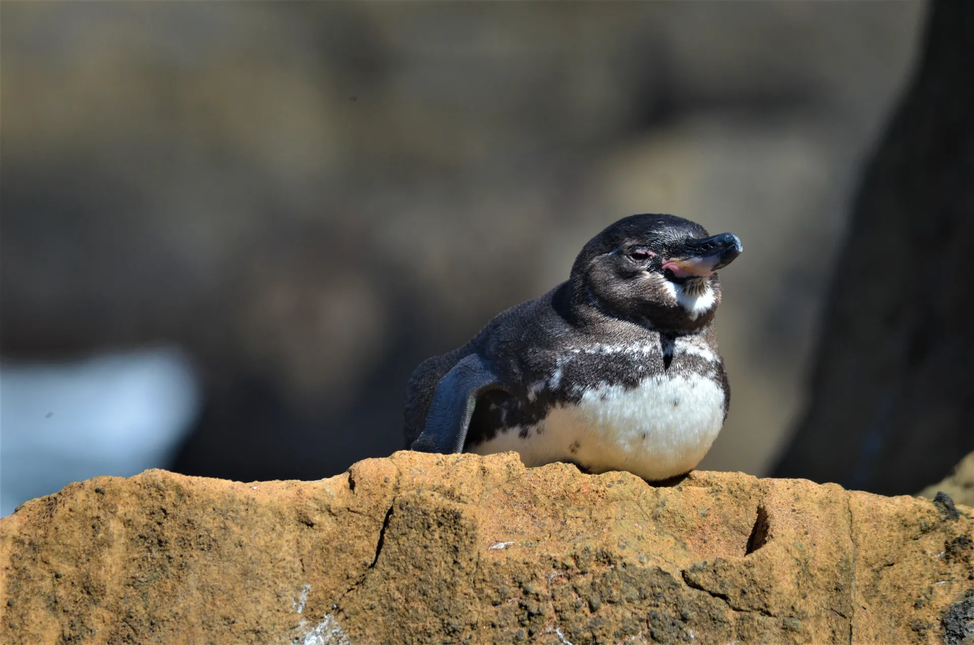 Galápagos penguin photo 3