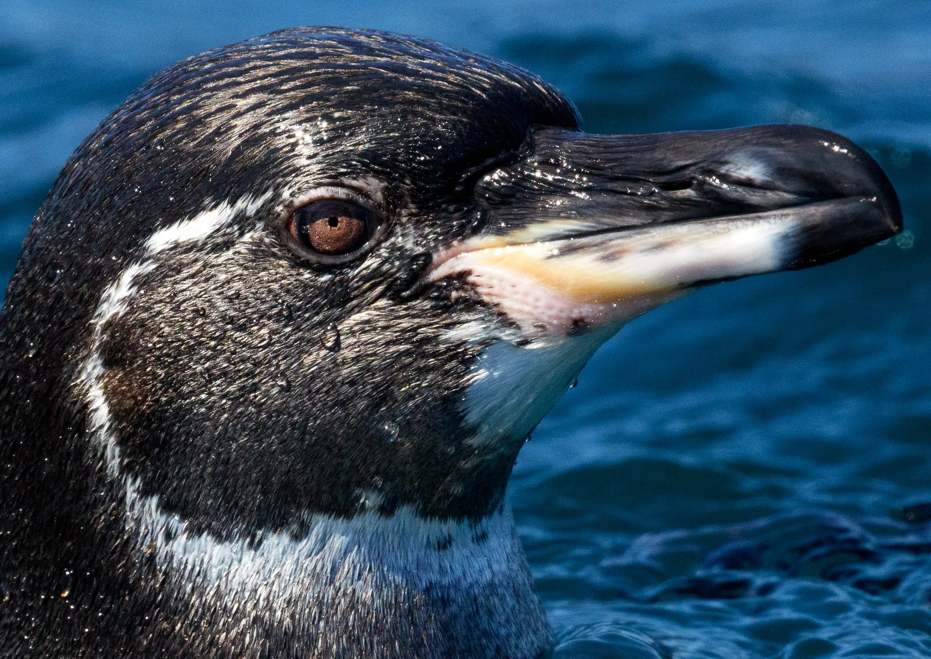 Galápagos penguin photo 4