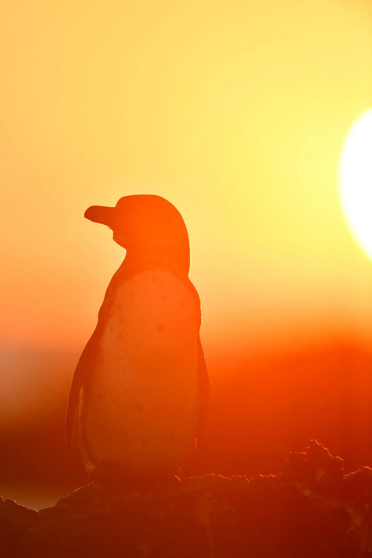 Galápagos penguin photo 5