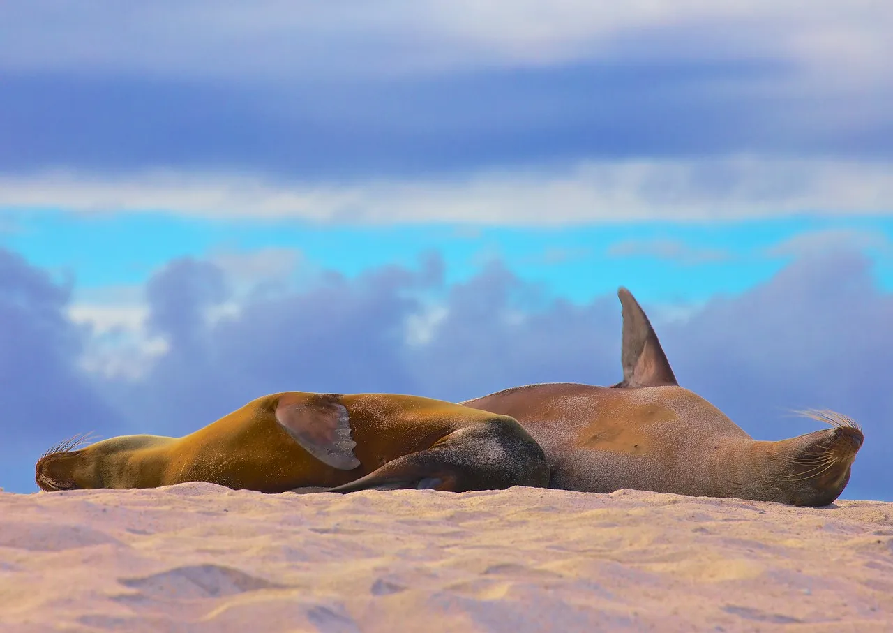 Galápagos sea lion photo 1
