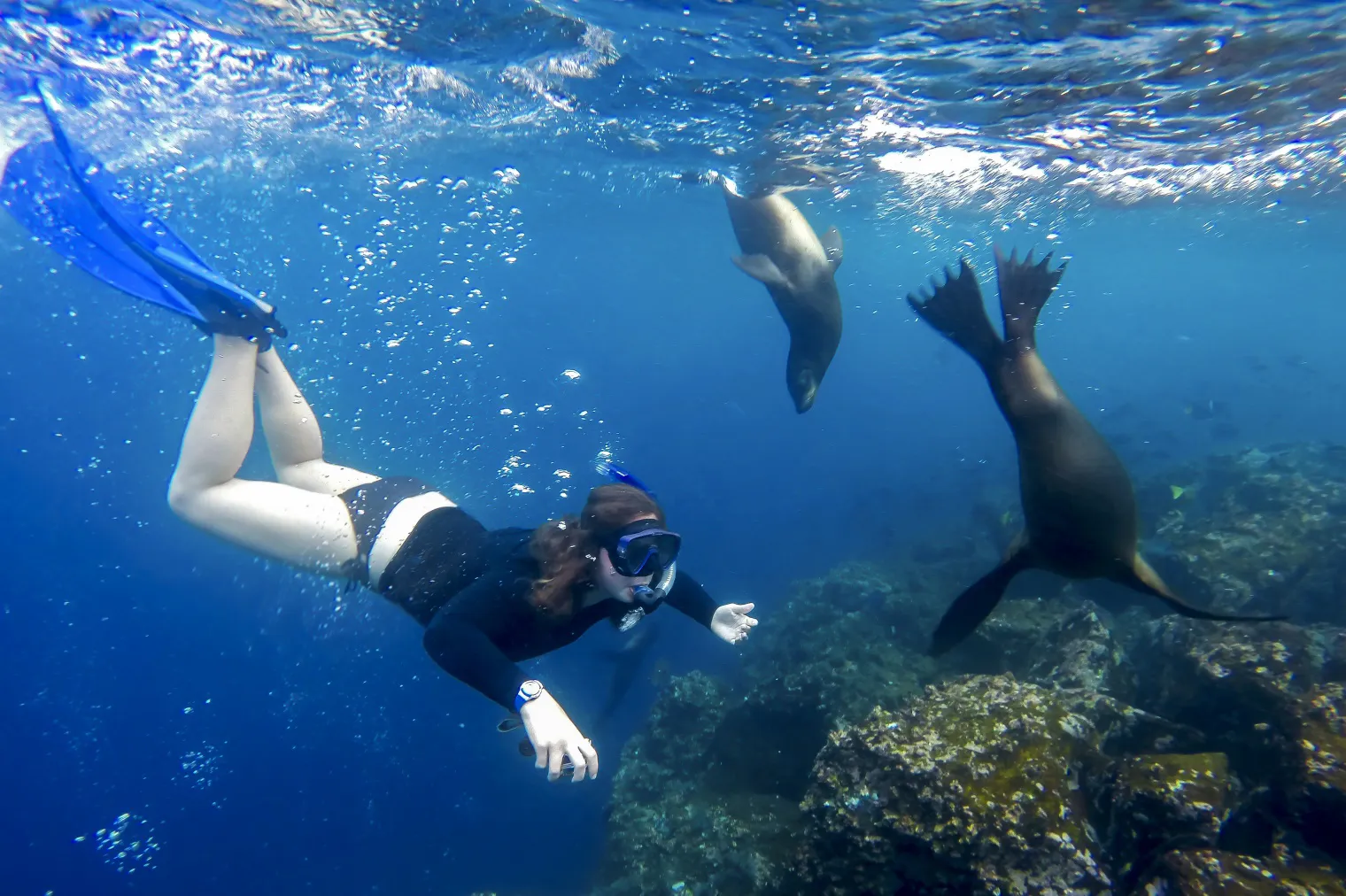 Galápagos sea lion photo 9