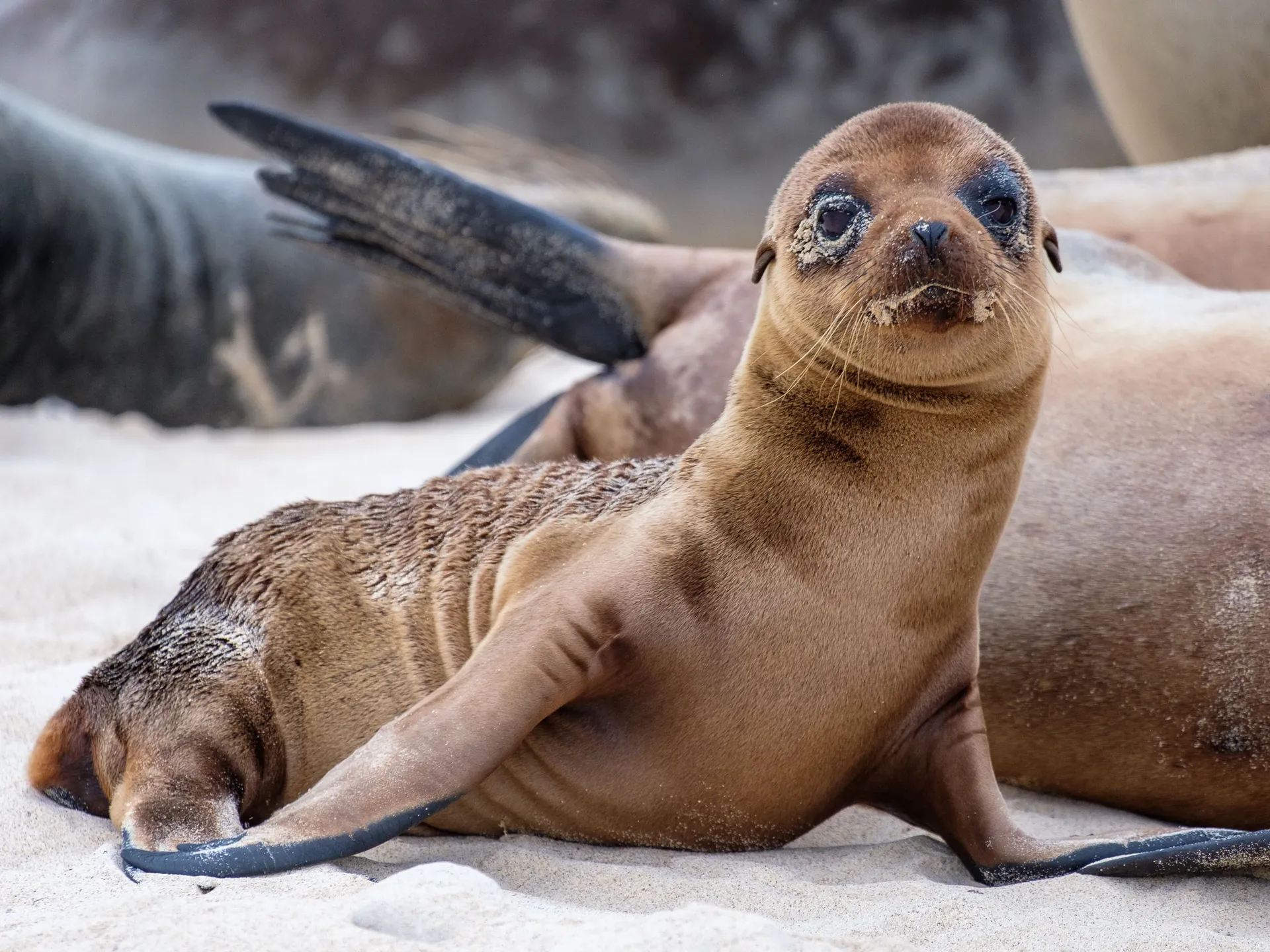 Galápagos sea lion photo 2