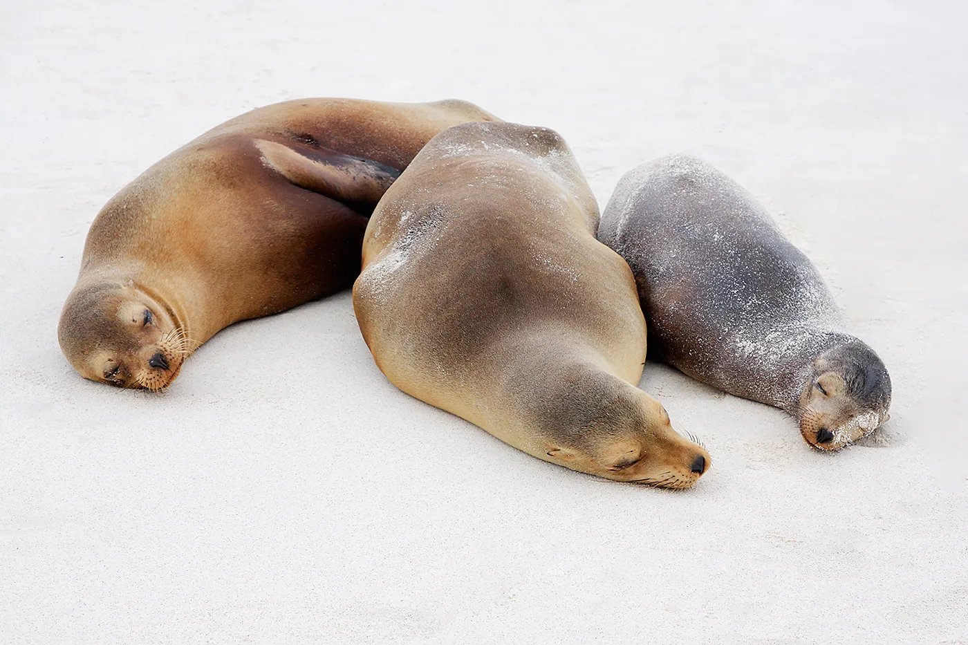 Galápagos sea lion photo 3