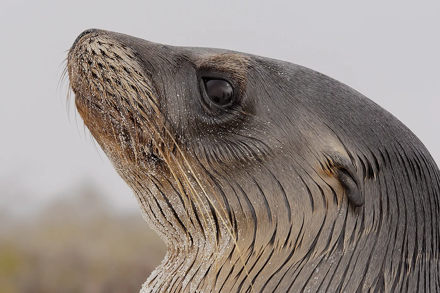 Galápagos sea lion photo 4