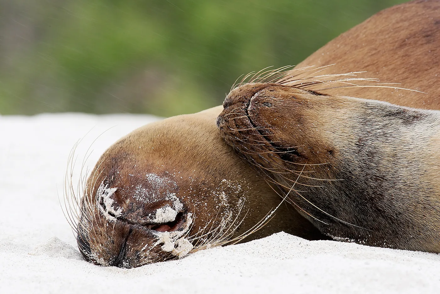 Galápagos sea lion photo 5