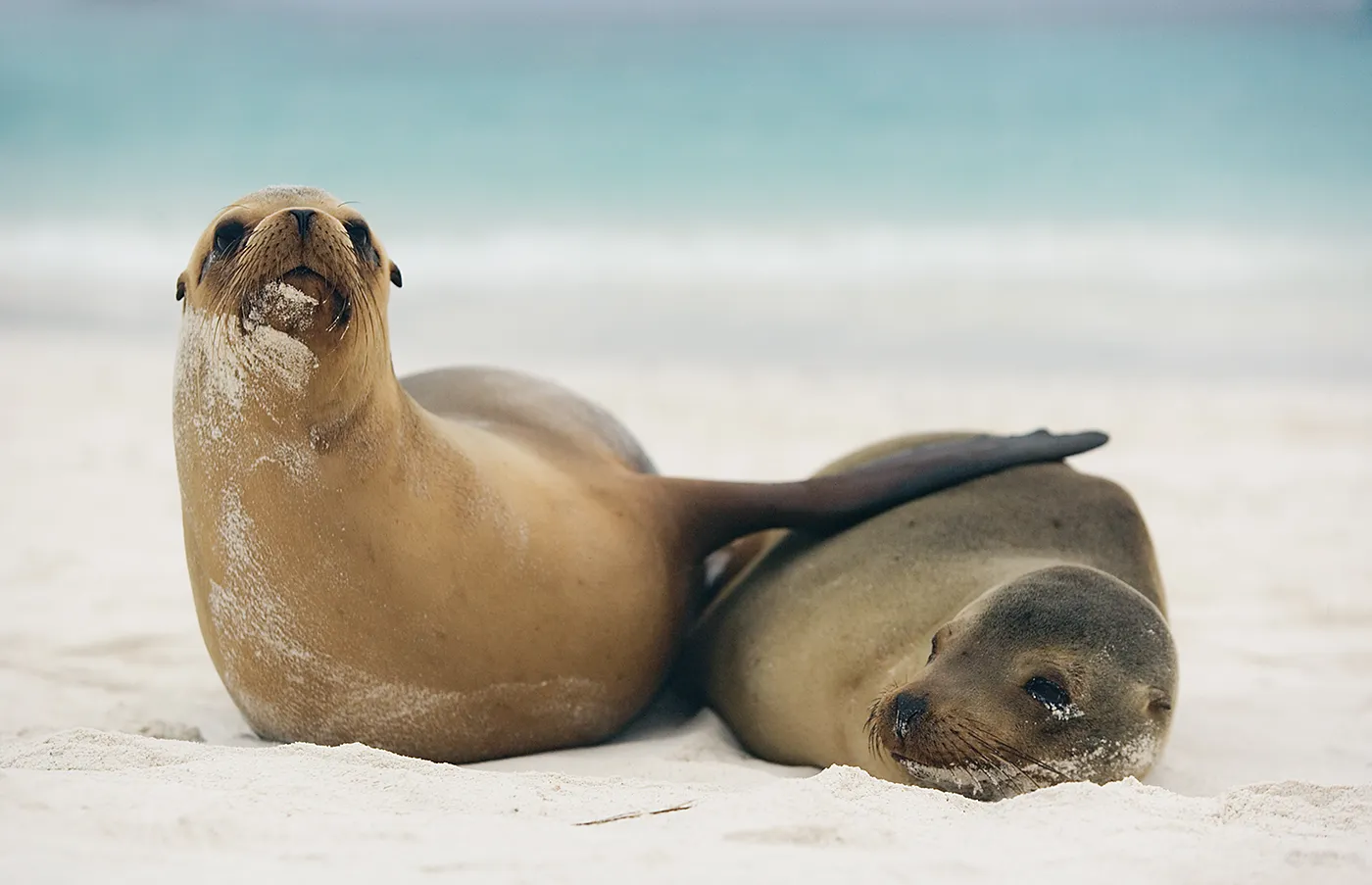 Galápagos sea lion photo 6