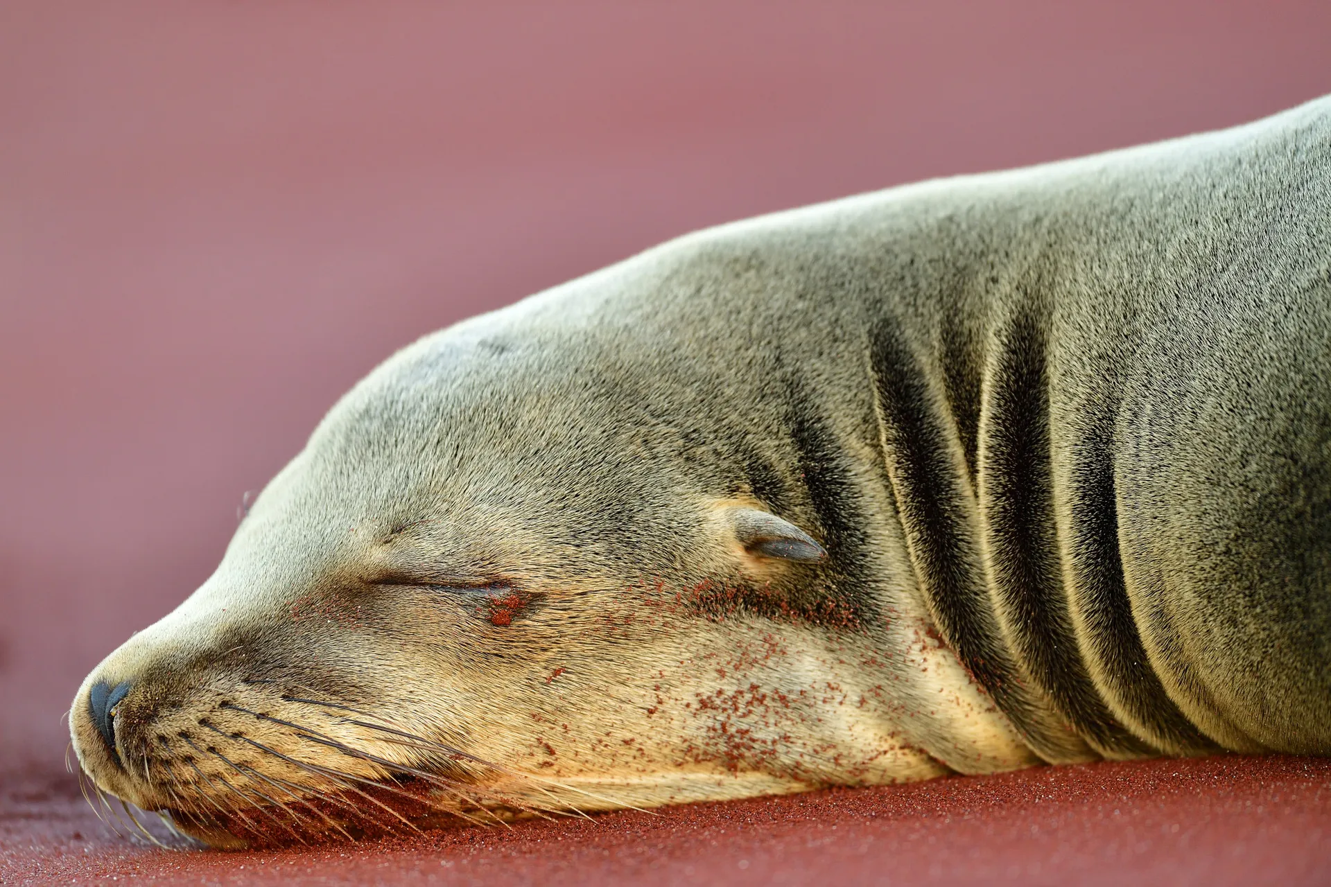 Galápagos sea lion photo 7