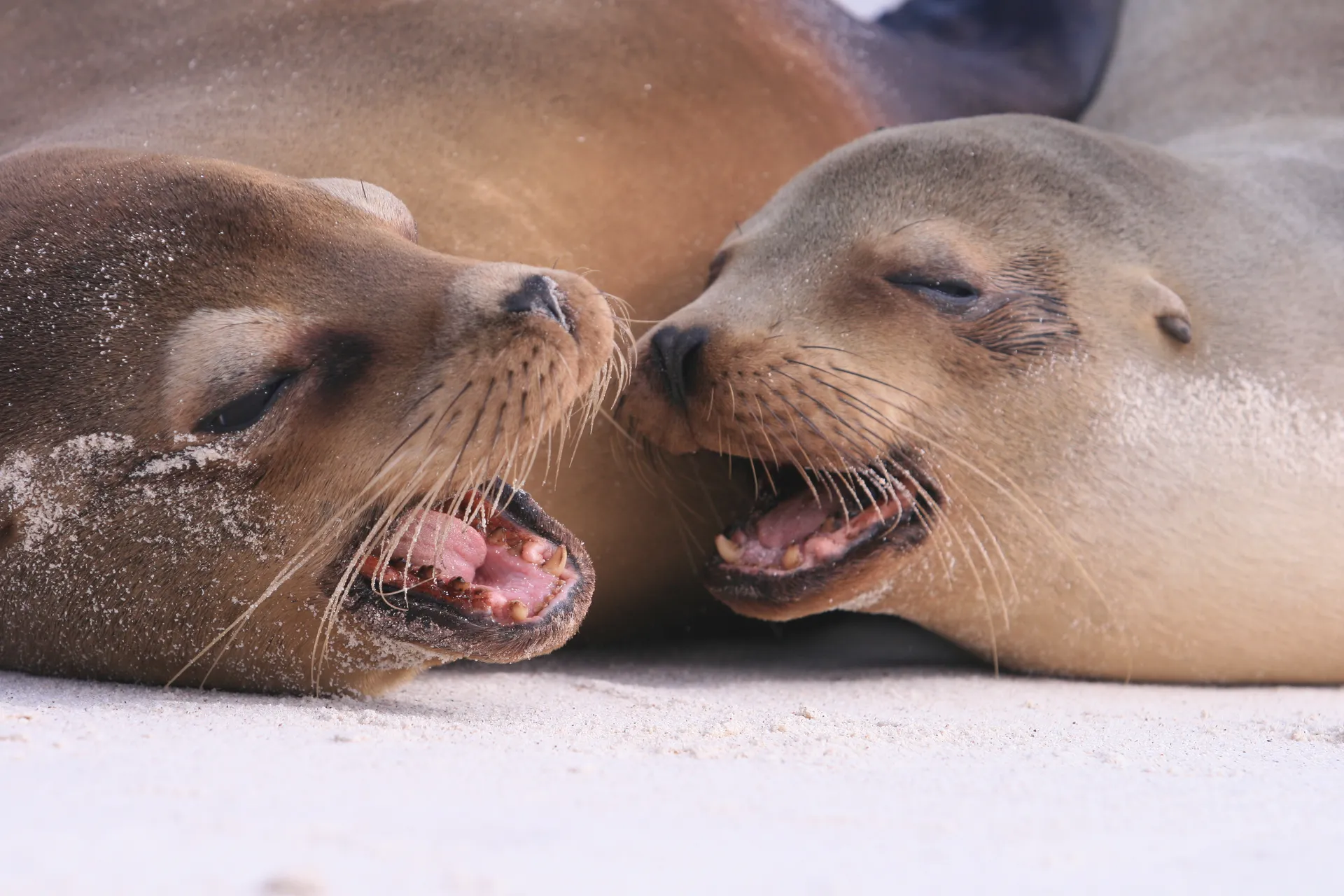 Galápagos sea lion photo 8